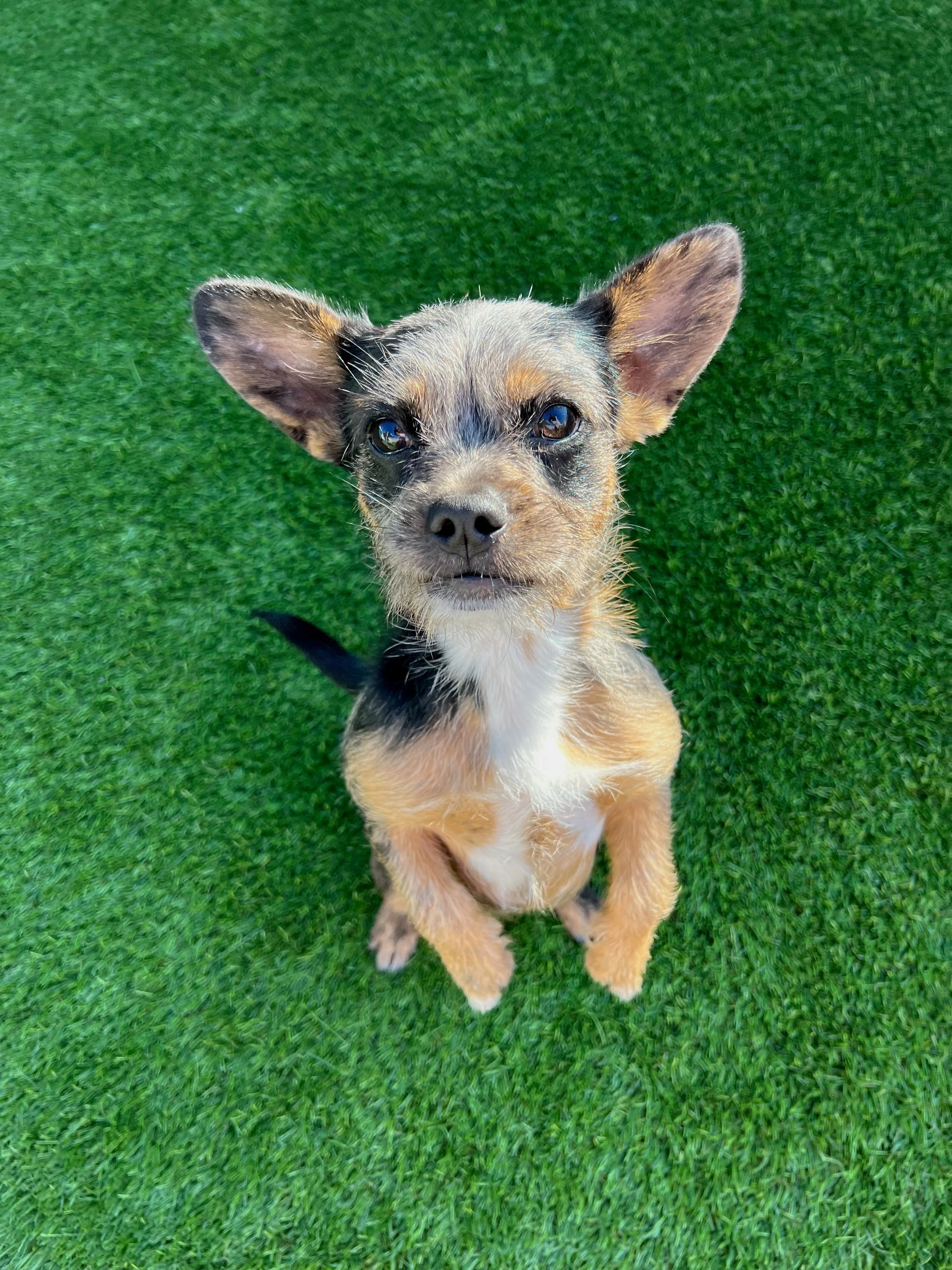  TWINKIE | FRENCHIE TERRIER MIX | 9 MONTHS OLD | 15 LBS Hi, I’m Twinkie! I’m a sweet, happy girl with lots of love (and tail wags) to give. I absolutely love treats — they might just be my favorite thing ever — and I’m super eager to learn new tricks