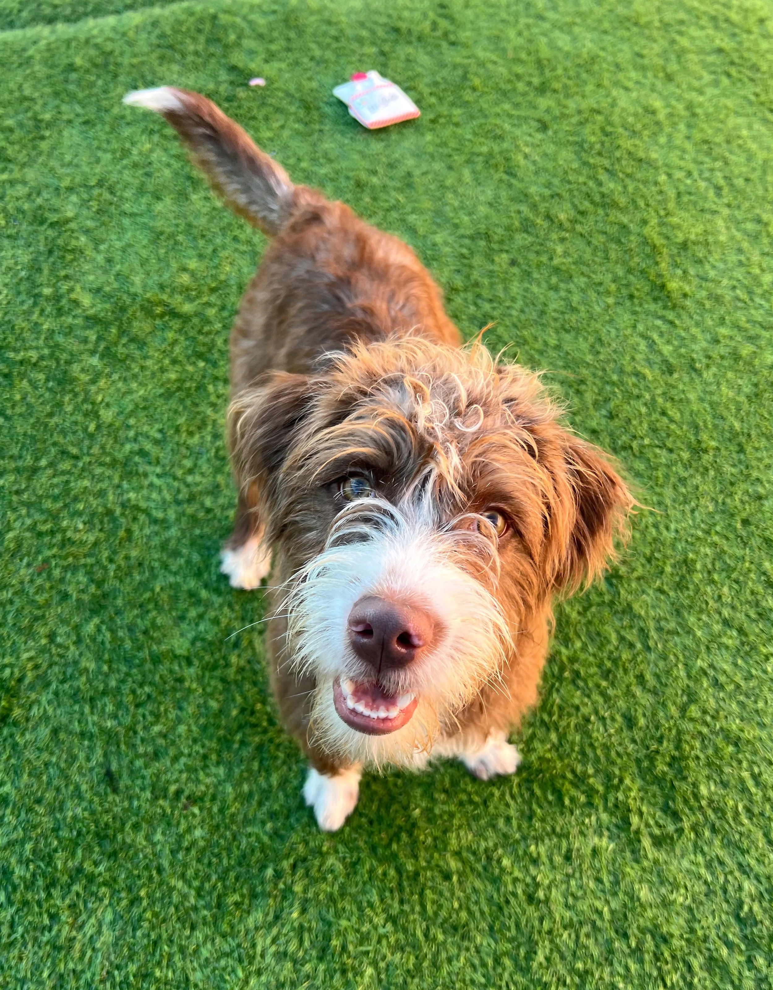  CLEO | TERRIER MIX | 6 MONTHS OLD | 25 LBS Hi, I’m Cleo! I have the best puppy wiggles ever, as soon as I see you, I am filled with joy! I am super sweet and love to snuggle and play, I have plenty of energy to keep up with you! I am still just a ba