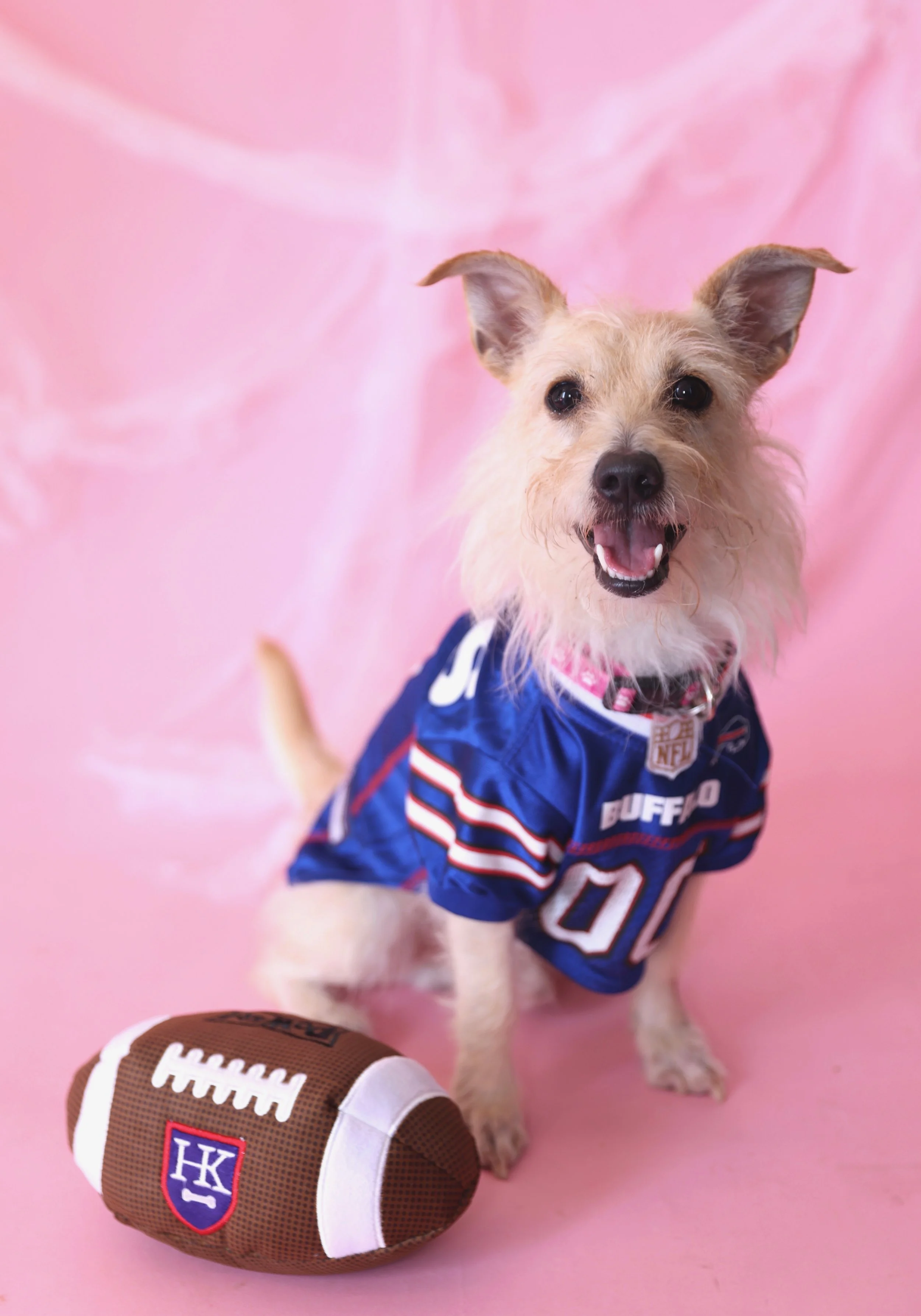 JOSH ALLEN | TERRIER MIX | 1 YEAR OLD | 14 LBS  *I'm looking for a foster!* Hi, I'm Josh Allen! I am a smart, active and affectionate boy. I am going to thrive in my future home, but I am still timid after the scary experience of being in a high-kil