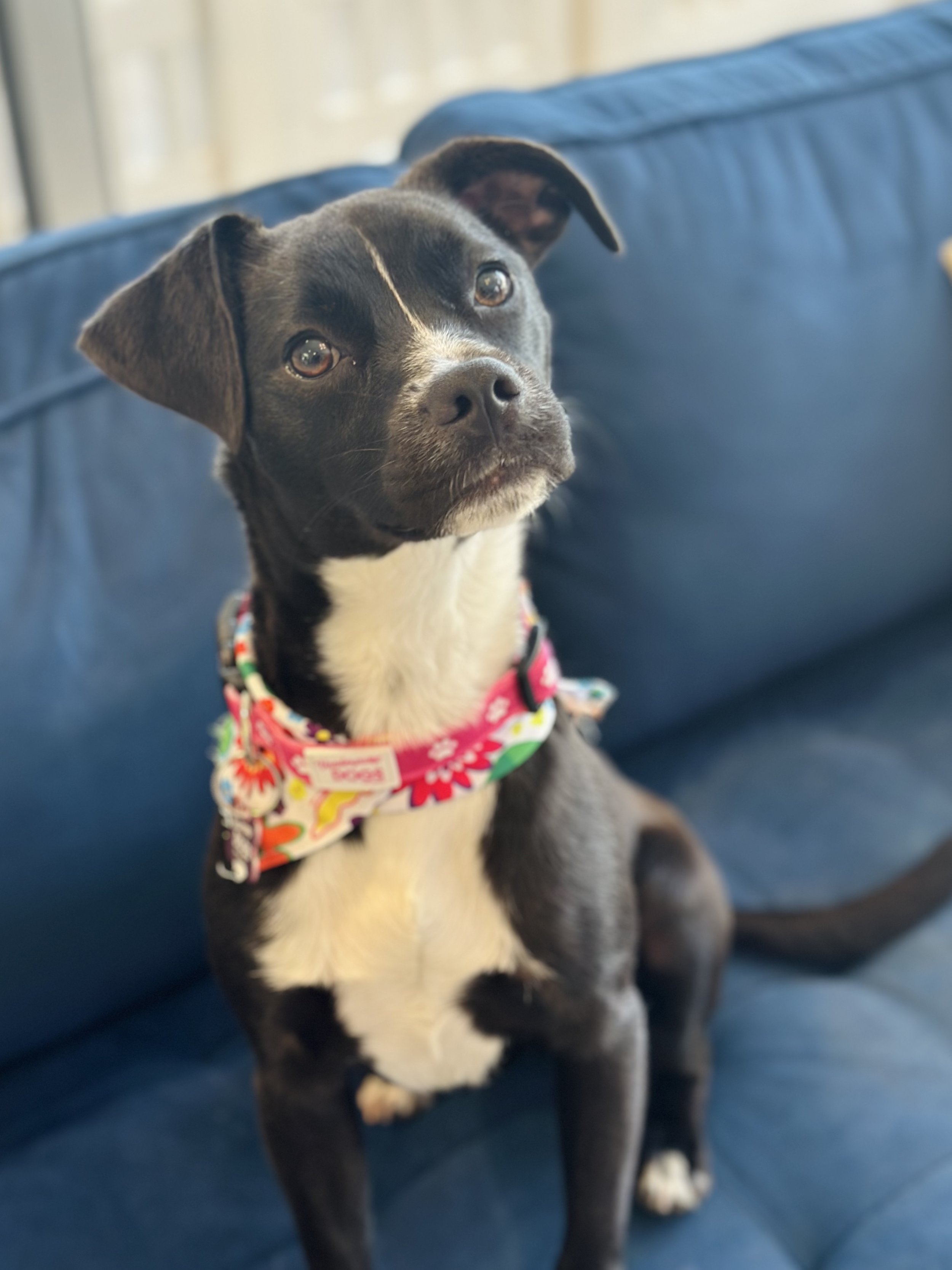  BROOKE | PIT MIX | 4 MONTHS OLD | 21 LBS Hi, I'm Brooke! I'm only 4 months old...I'm still a baby! I am the sweetest gal who melts into anyone who says hello to me. I love playing with my doggy friends too! I I was found as a stray before Vanderpump