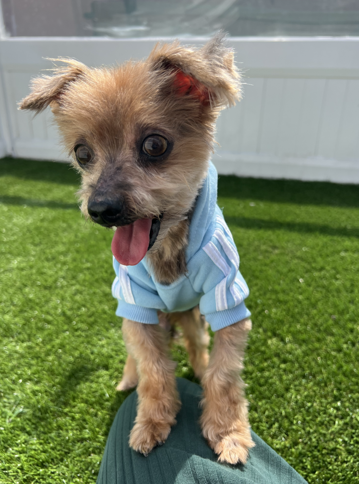  SANTINO | YORKIE | 10 YEARS OLD | 4.6 LBS Hi, I’m Santino, a ten-year-old Yorkie with a big personality packed into a little body. I was surrendered by my owner and the shelter was a really scary place for me—especially because my vision isn’t the b
