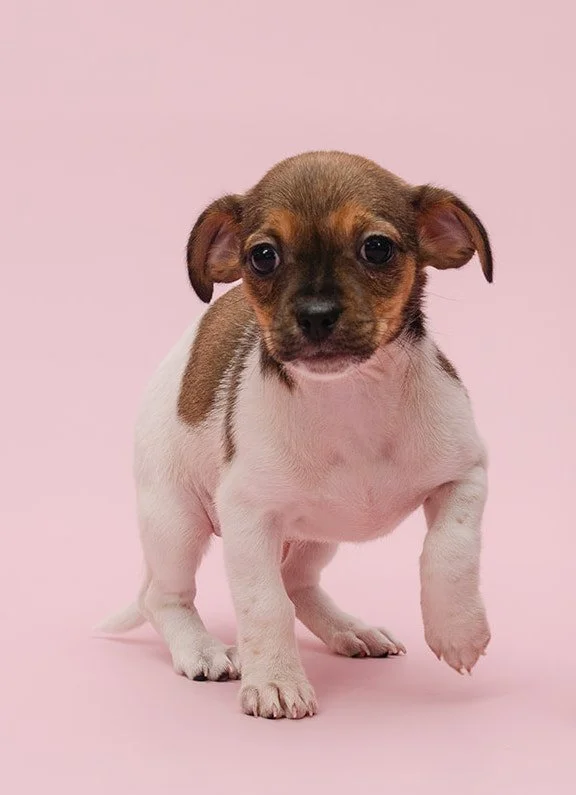  PEACH | CHIHUAHUA MIX | 3 MONTHS OLD | 5 LBS Hi, I'm baby Peach! I was rescued with my mama (Paula) and sisters when I was only a few weeks old. Now, I'm old enough to start my life out in the world! I am a playful and cuddly little girl who takes a