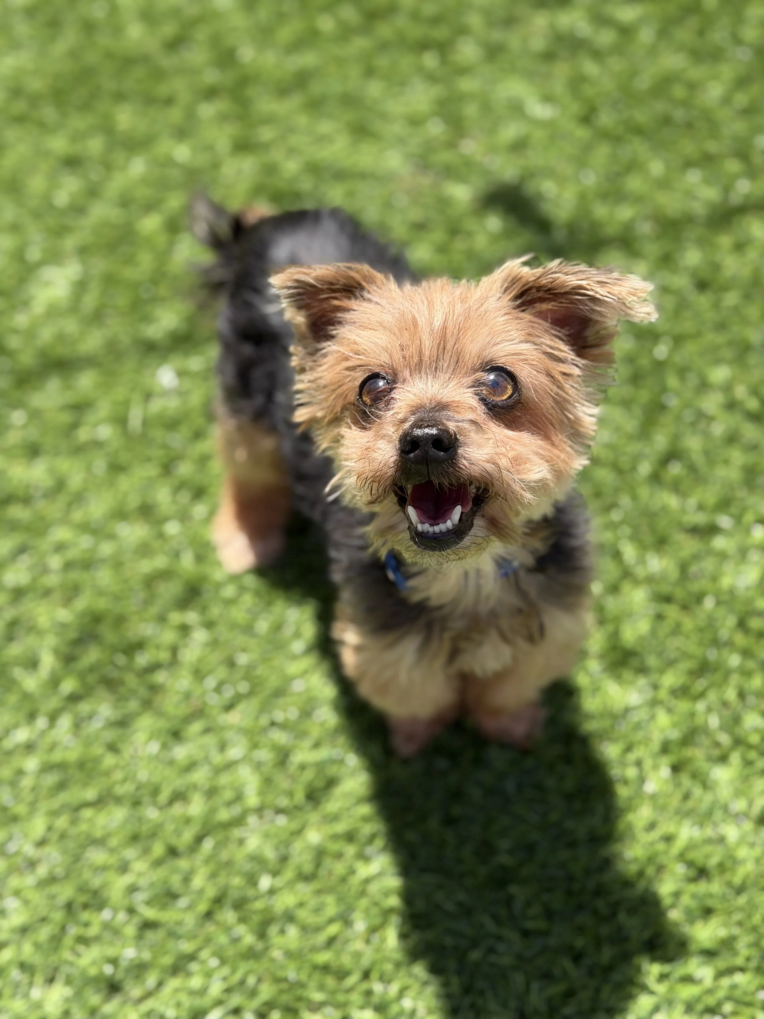  SANTINO | YORKIE | 10 YEARS OLD | 4.6 LBS Hi, I’m Santino, a ten-year-old Yorkie with a big personality packed into a little body. I was surrendered by my owner and the shelter was a really scary place for me—especially because my vision isn’t the b