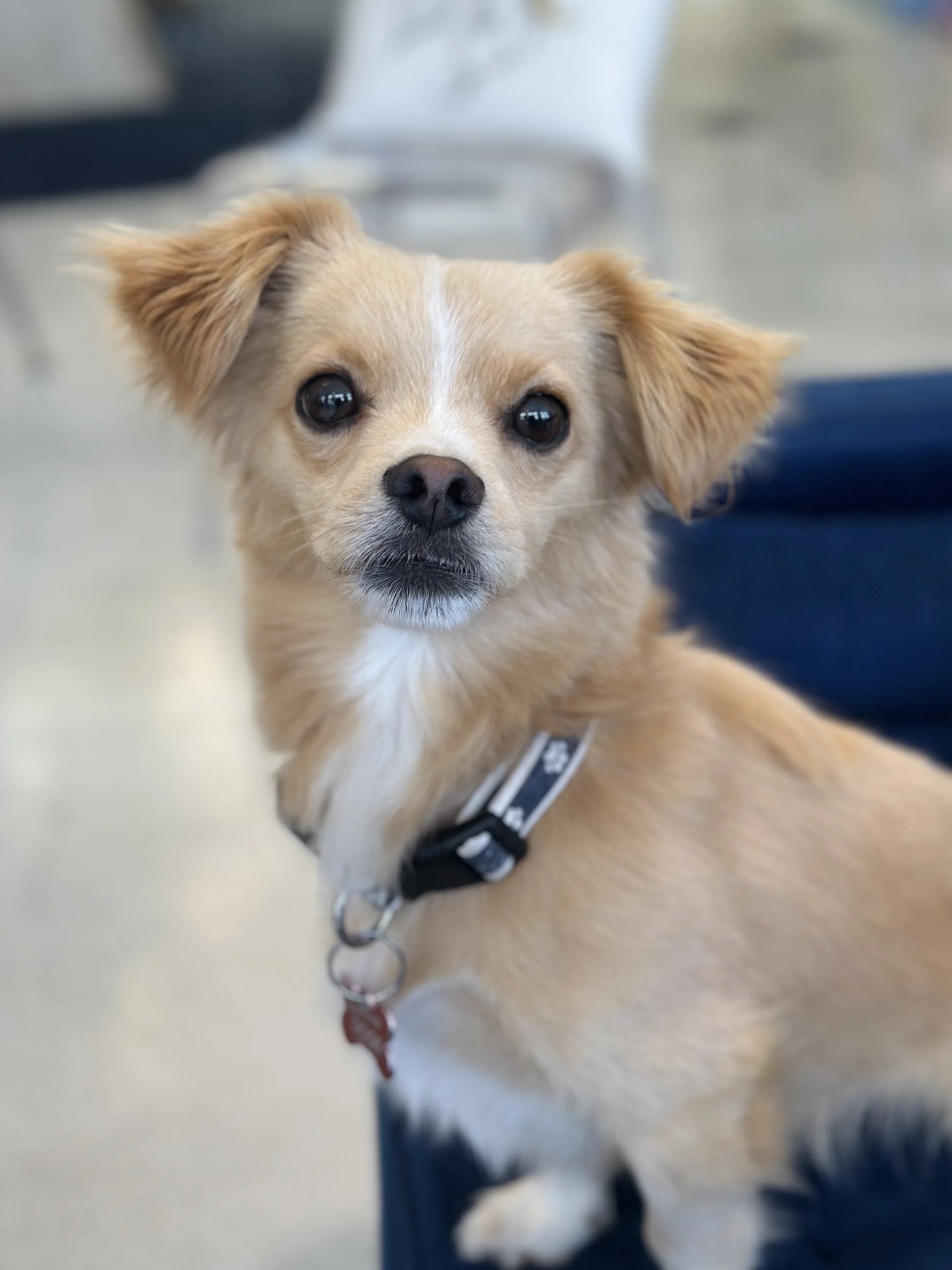  DANIEL | TERRIER MIX | 2 YEARS OLD | 12 LBS Hi, I'm Daniel! I'm the most handsome fella who loves to cuddle, play, and explore. I came to Vanderpump Dogs from a high-kill shelter with a fractured pelvis, which I ended up having surgery for. Now, I a