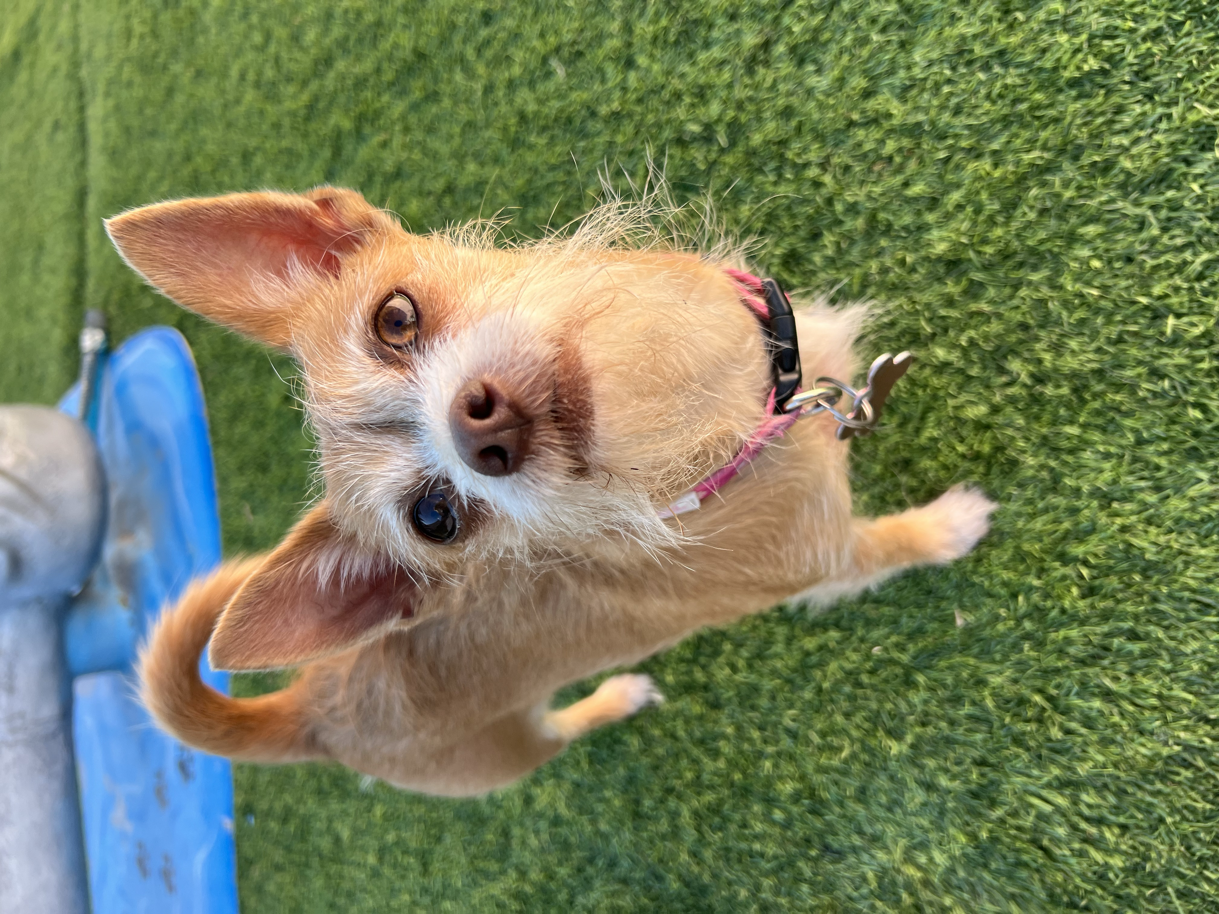  CHLOE | CHI/TERRIER MIX | 6 YEARS OLD | 9 LBS Hi, I'm Chloe! I am a tiny girl who has been through some big things. I love my family members, and once I get to know you, I am a sweet lap dog who likes to play with toys and get lots of cuddles! But, 
