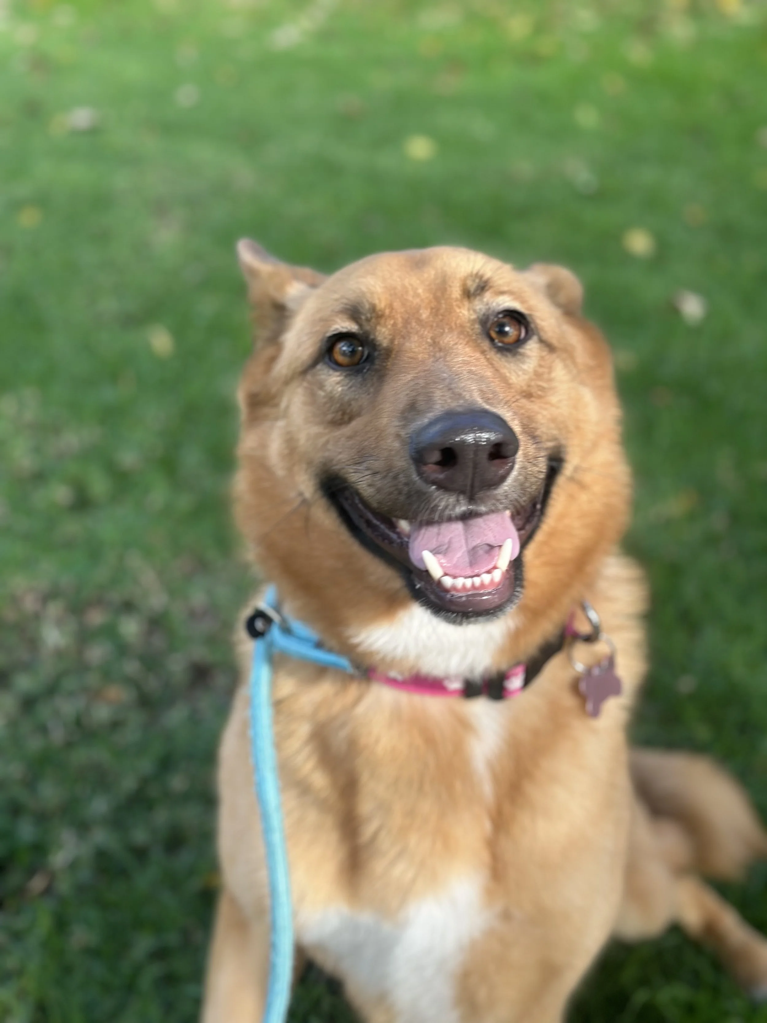  CANNOLI | SHEPHERD MIX | 2 YEARS OLD | 60 LBS Hi, I'm Cannoli! I am the wiggliest, happiest, friendly girl ever who just melts into a puddle when I get attention! I am a huge lover who is delighted to be around anyone, and I love to play toys and ge