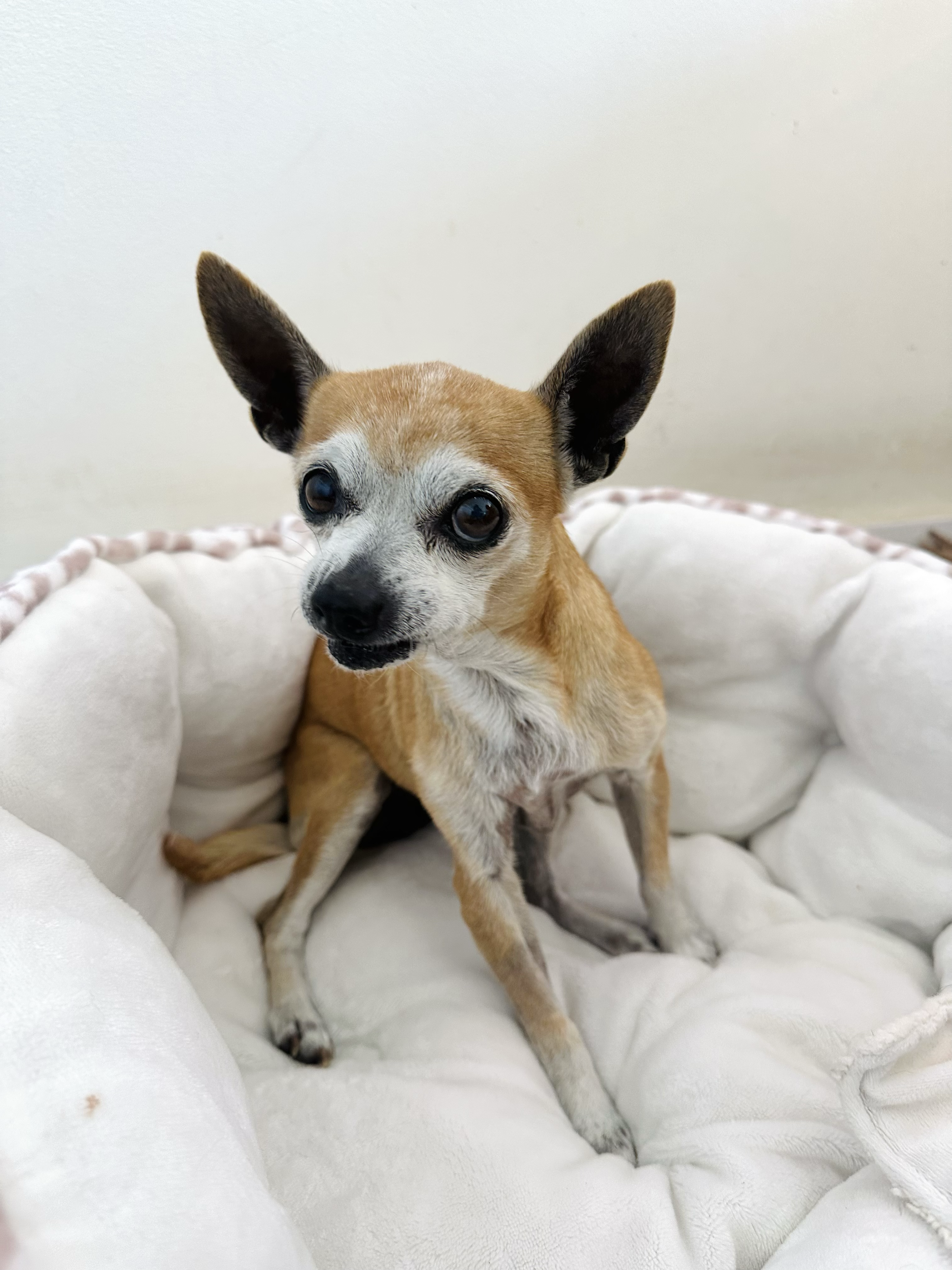 WANDA | CHI MIX | 10 YEARS OLD | 7 LBS  I'm at a foster home! Email adoptions@vanderpumpdogs.org to set up a meeting! Hi, I’m Wanda! I was rescued from the medical room of a high-kill shelter with a large tumor and hernia on my backside. Vanderpump 