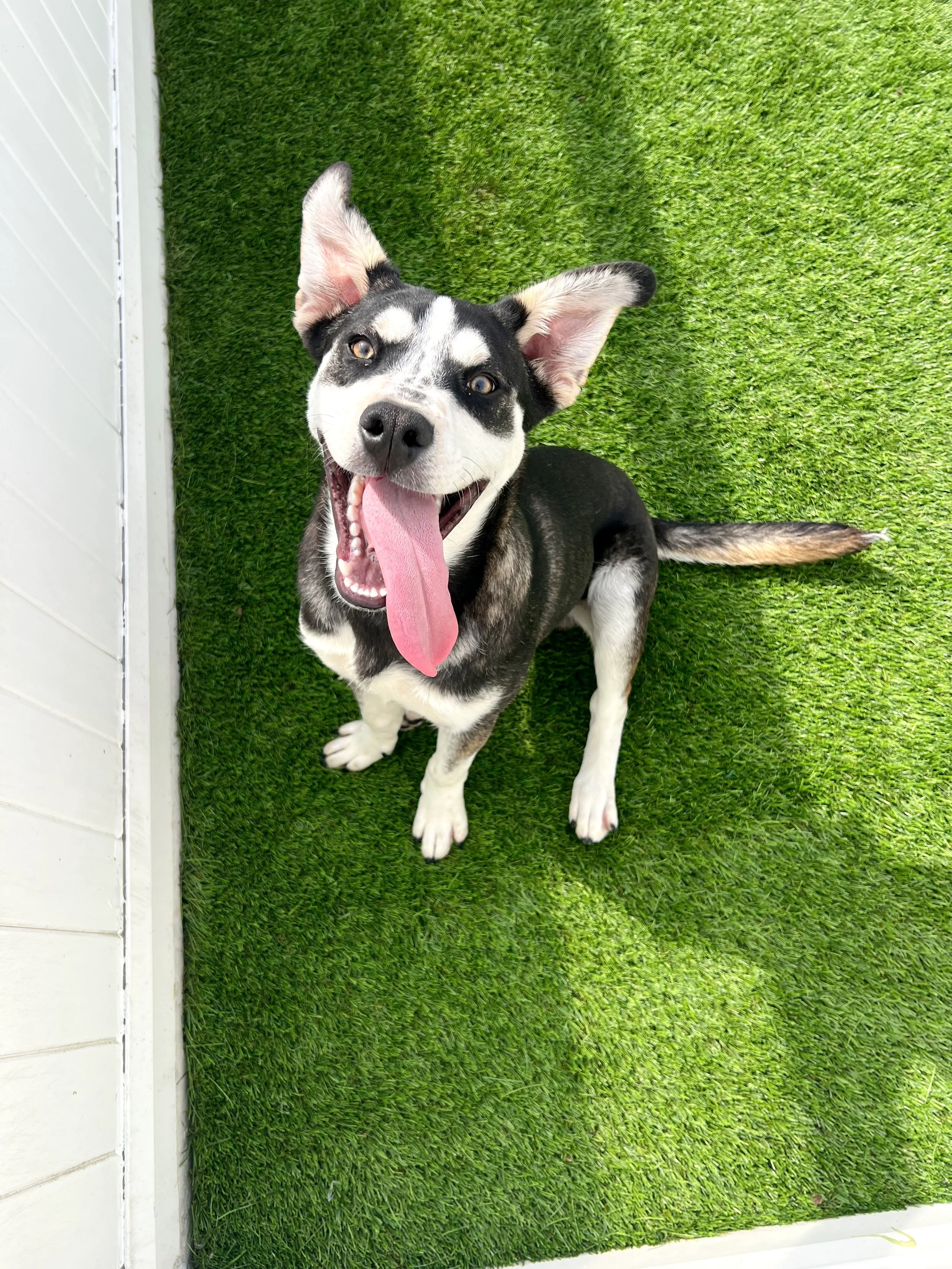  BOB | HUSKY/LAB MIX | 7 MONTHS OLD | 38 LBS  Hi, I’m Bob! I’m a big puppy with an even bigger heart. My brother Rob and I were found as strays, and now I’m ready to find a home of my own where I can keep growing and learning.
I can be a little shy w