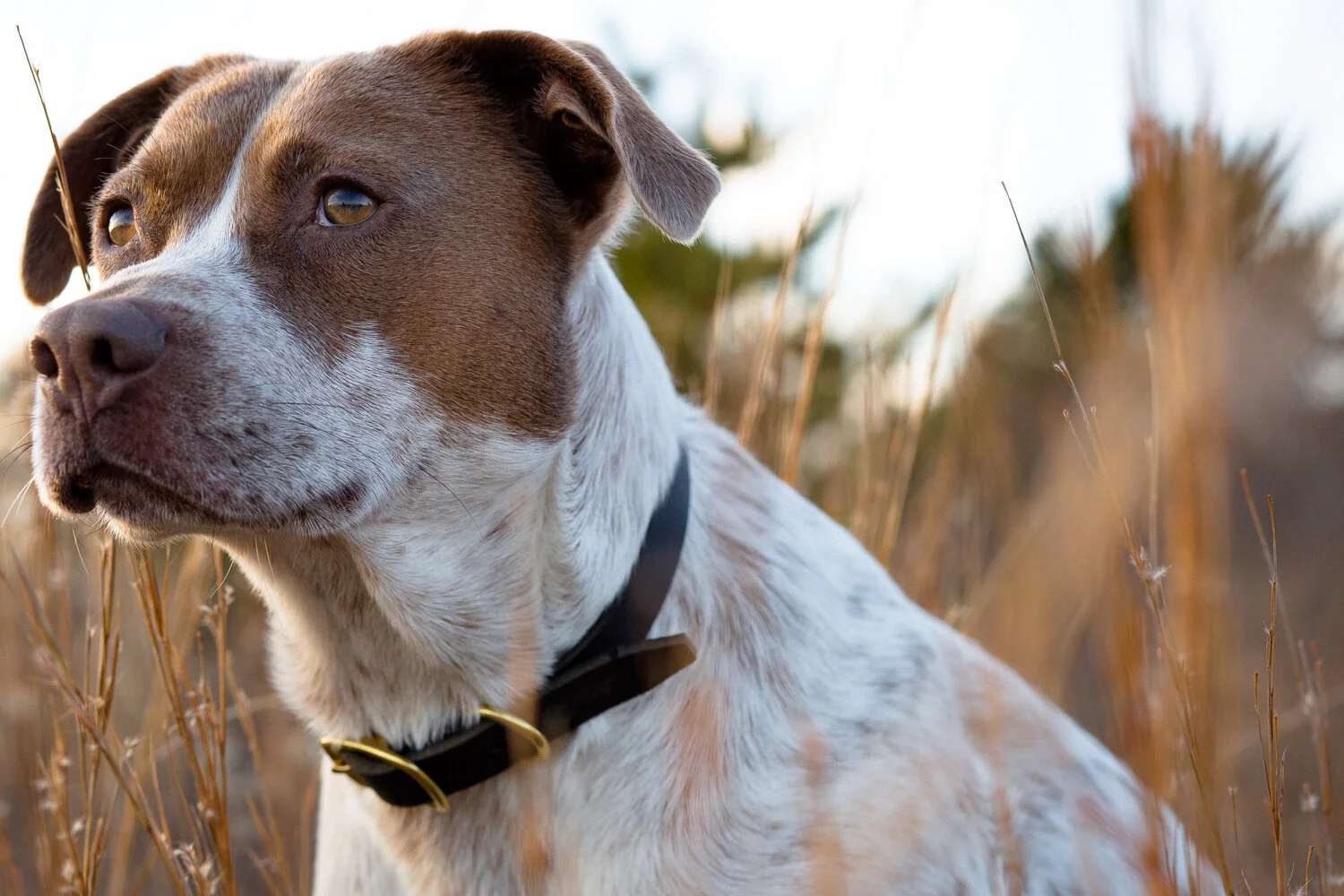 beach billy dog supply