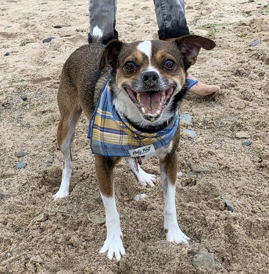 beach billy dog supply