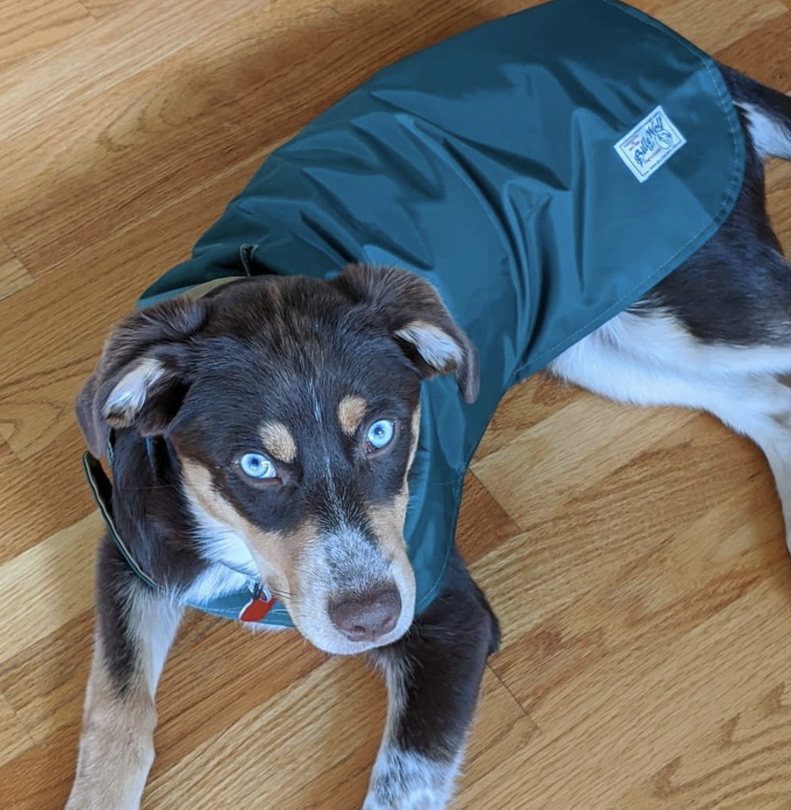 beach billy dog supply