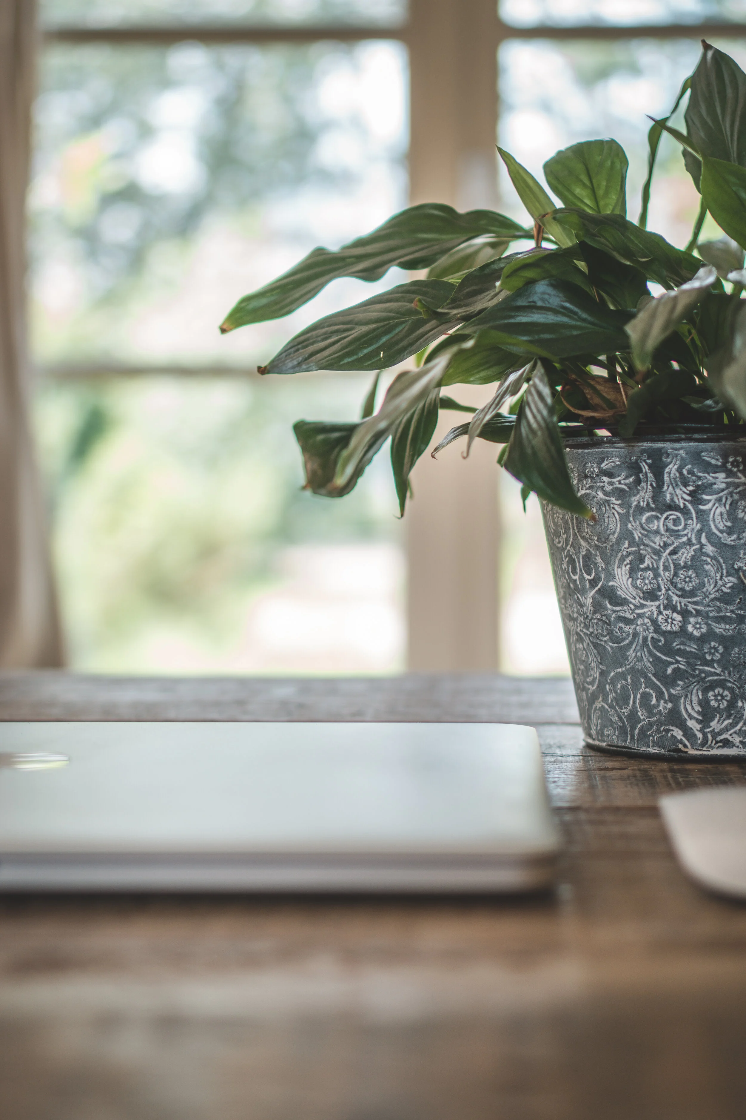 5 reasons that everyone should invest in house plants