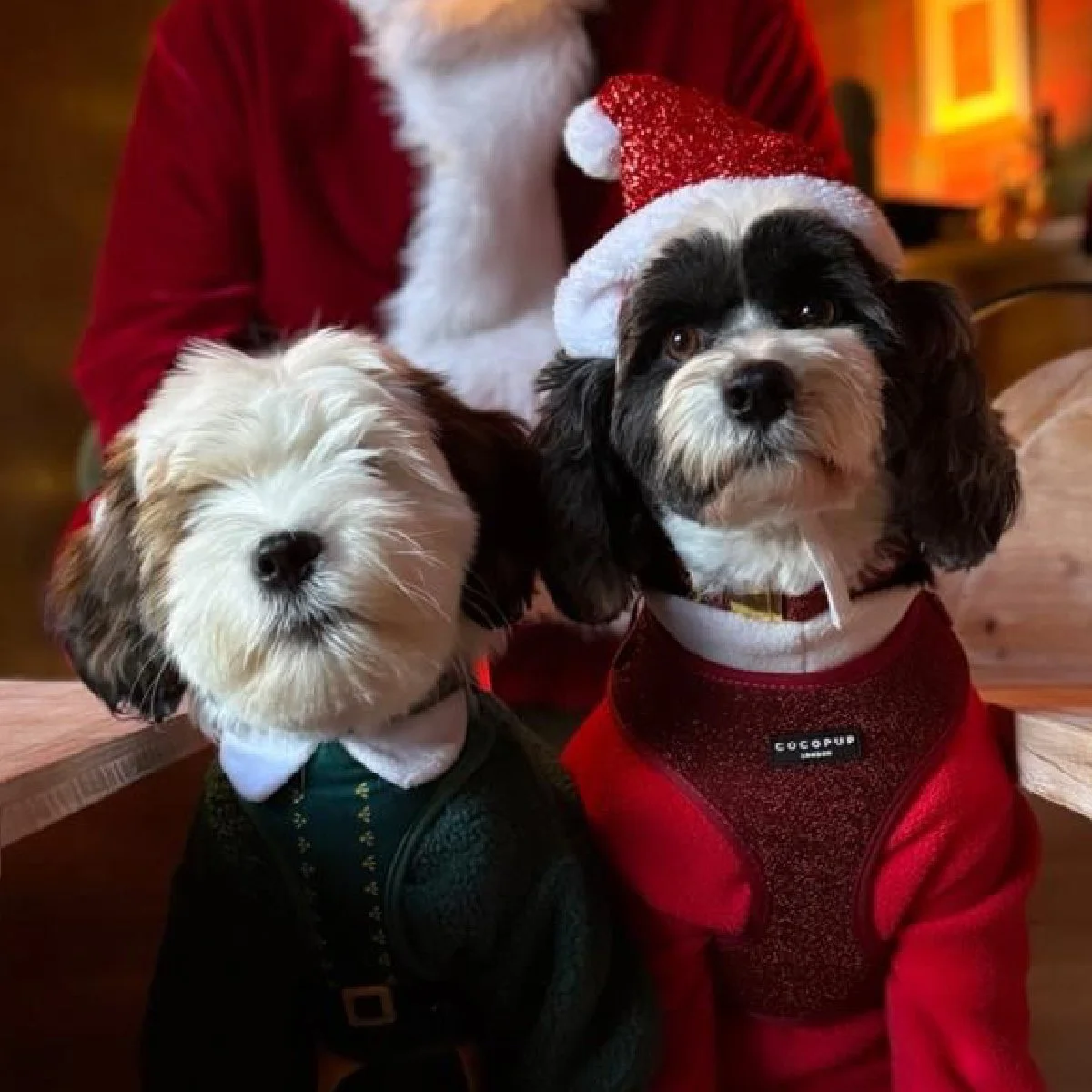 Santa Paws