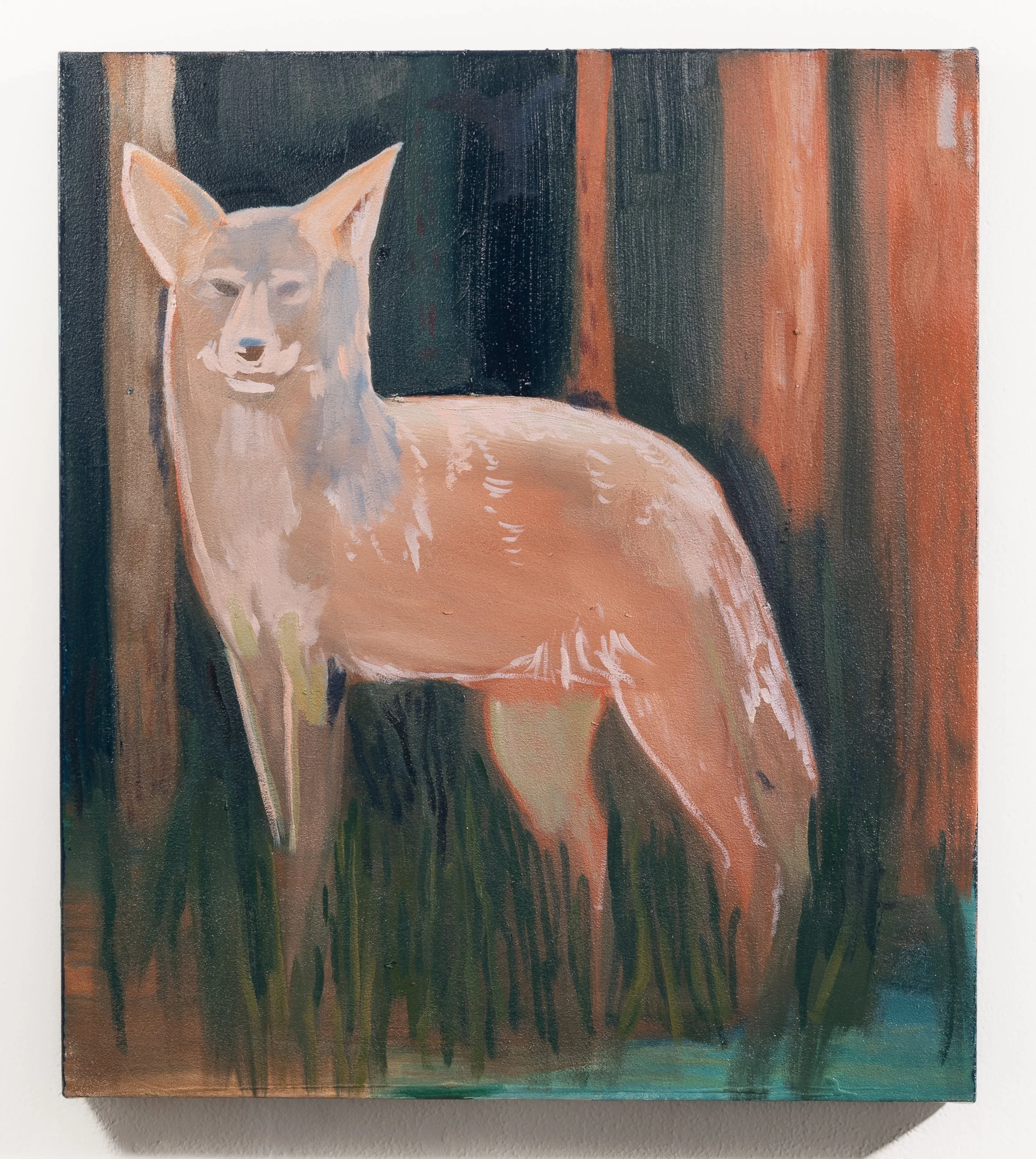 "Coyote." Oil on canvas. 17.5 x 20 inches. 2025.