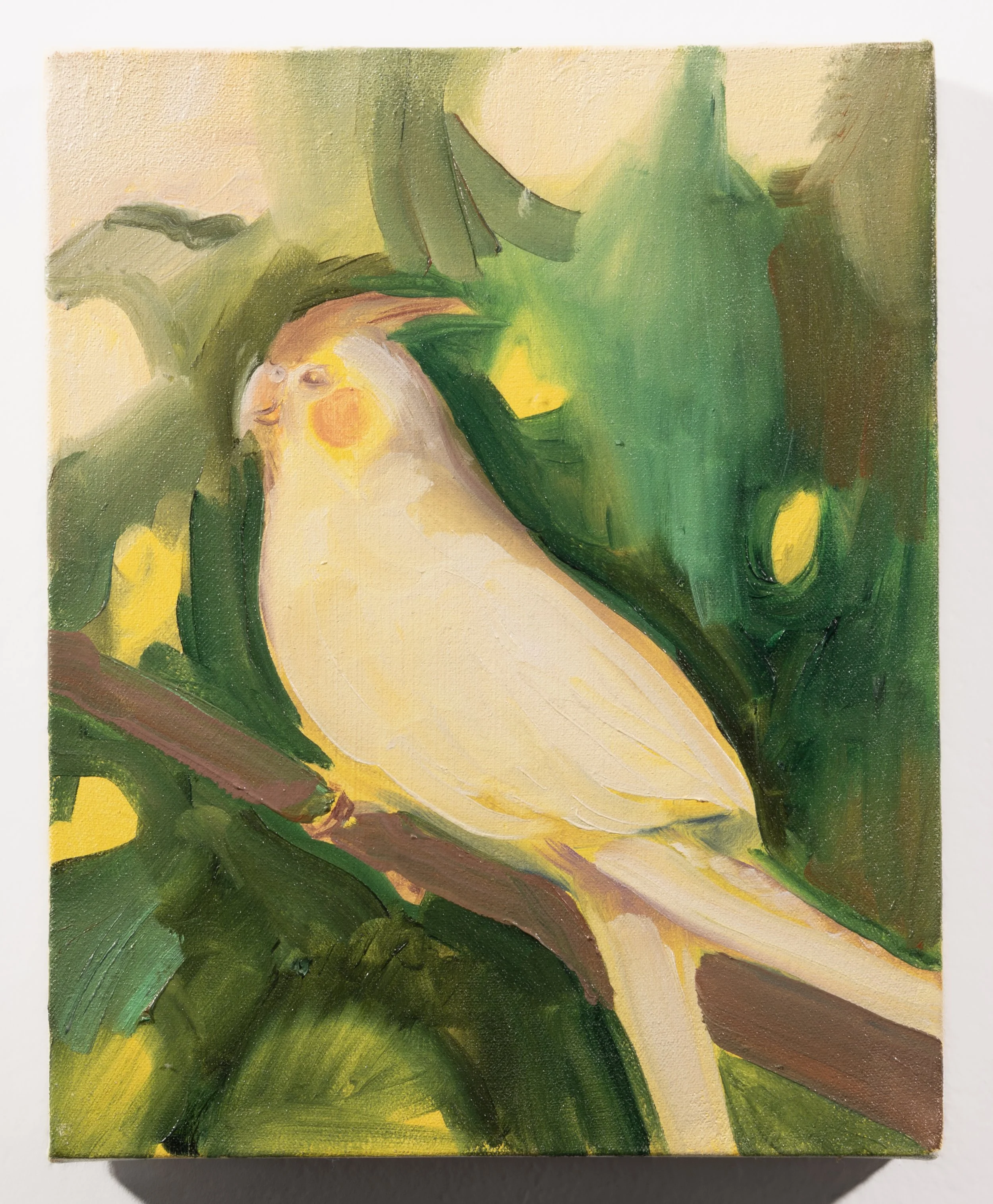 "Cockatiel." Oil on canvas. 8 x 10 inches. 2025. 