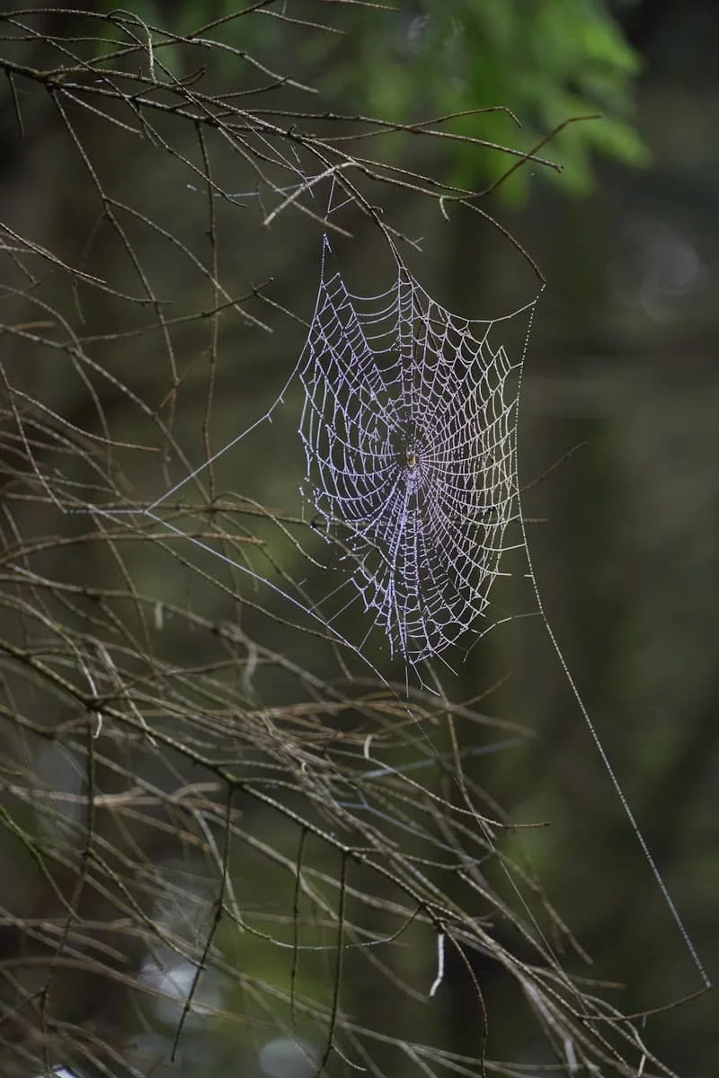 Why does Judy Murray have a spider tattoo?