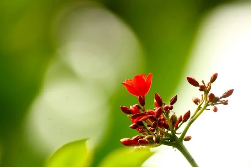 budding flower.jpeg