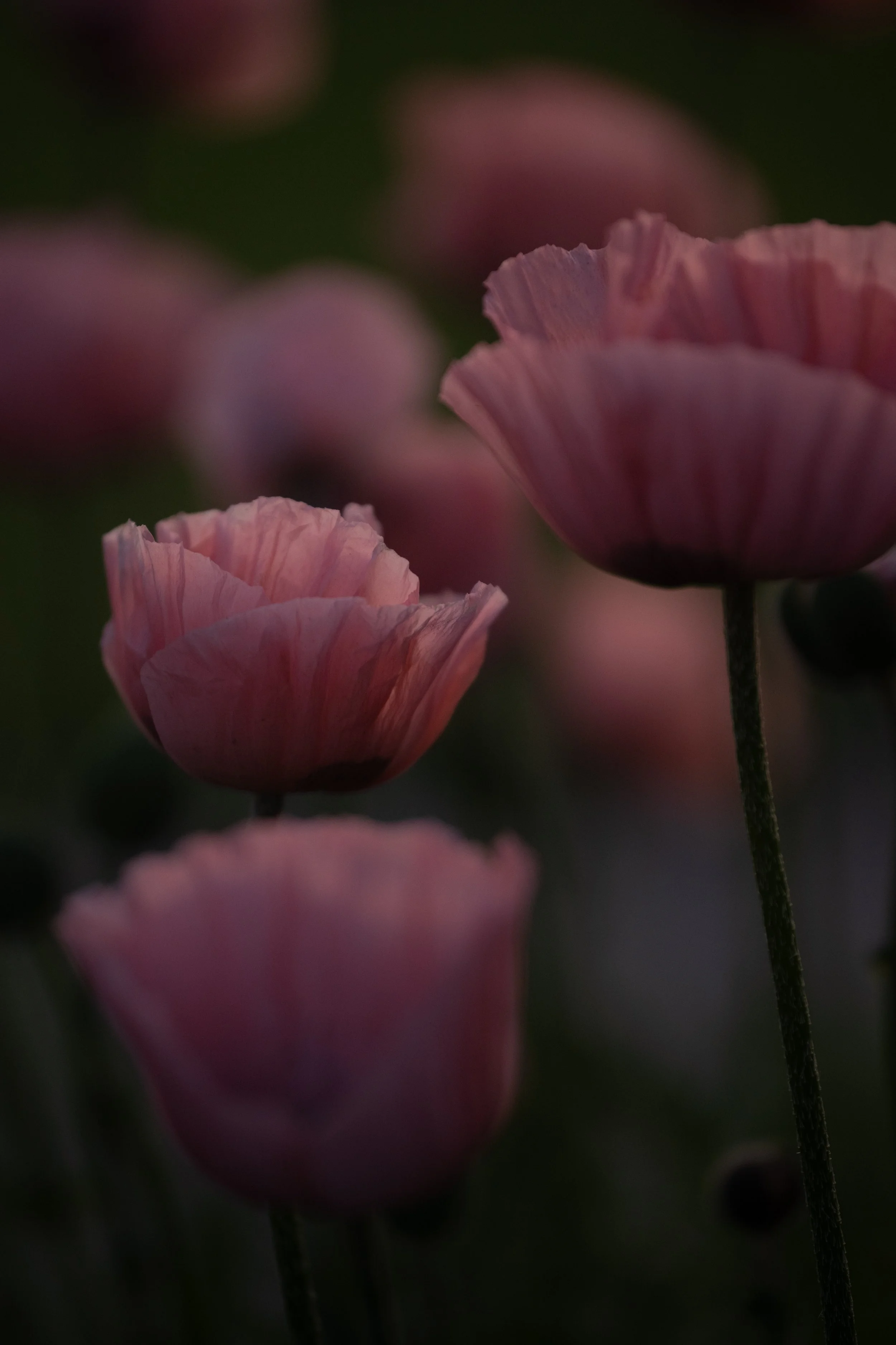 DSC_9749.jpg