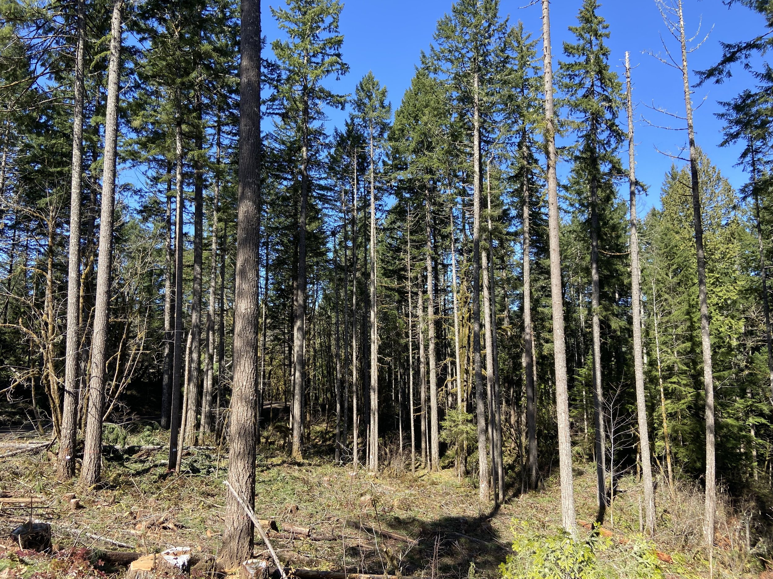 1-forest- Site of restoration forestry project - U.S. Bureau of Land Management - Oregon - source of wood for mass plywood panels, Redmond Senior and Community Center - photo by SNW -5.jpg