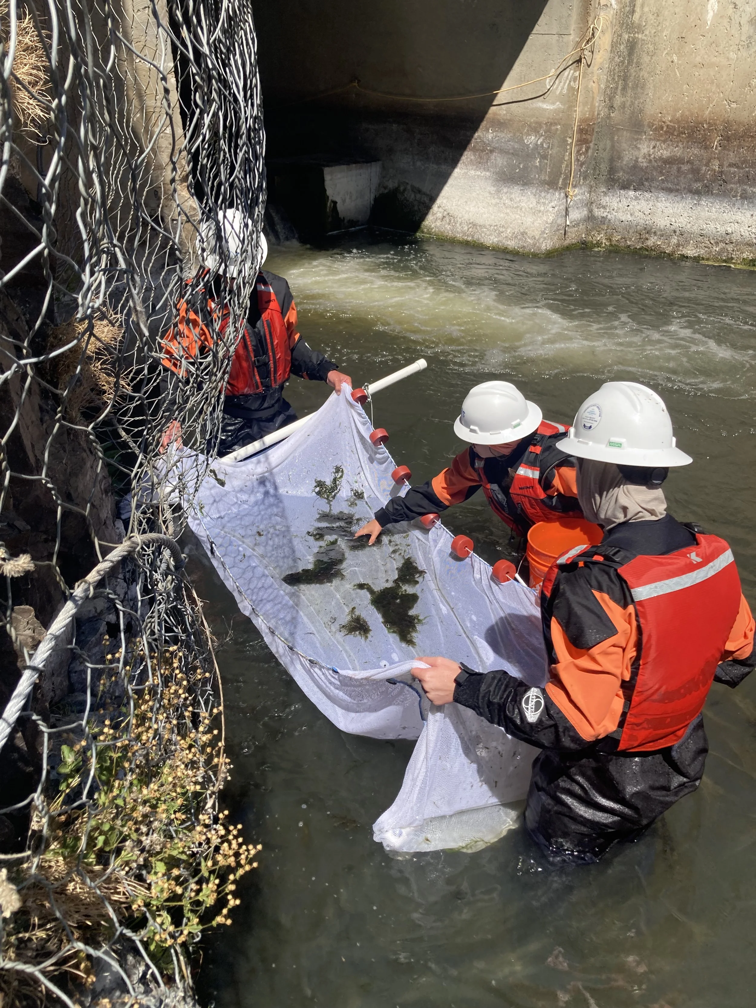RES seining at Iron Gate Dam - credit RES.JPG