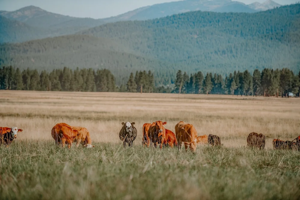 Regenerative Ranching — Sustainable Northwest