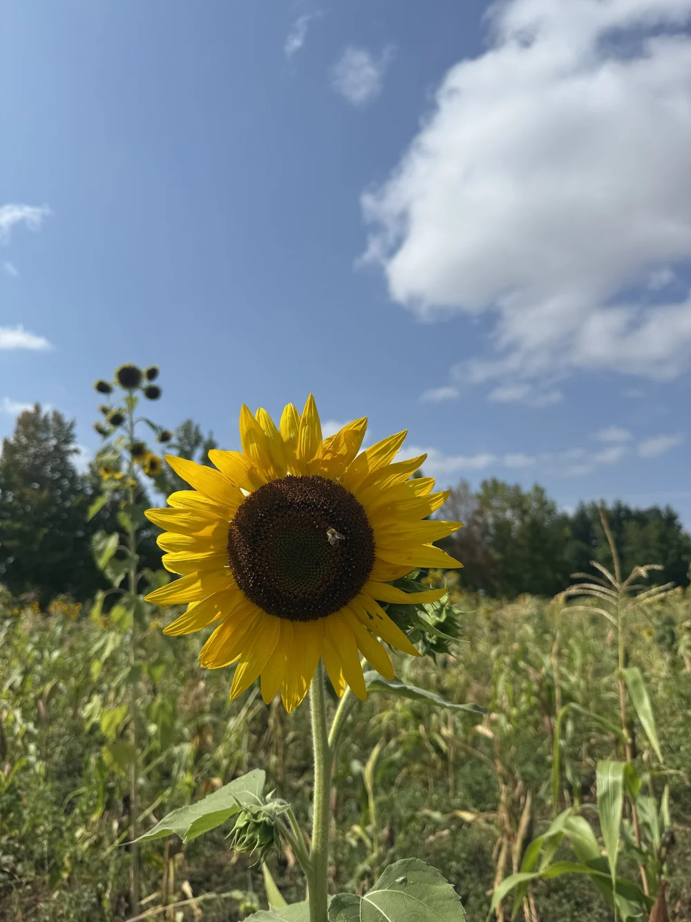 IMG_6460.jpeg