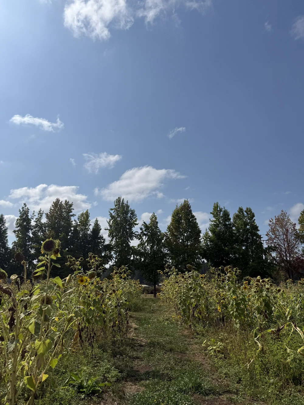 IMG_6462.jpeg