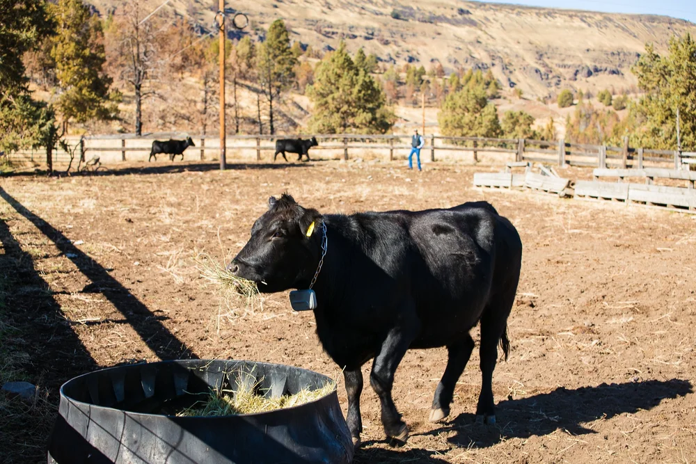 How Virtual Fencing Helped Eastern Oregon Ranchers Recover from the ...