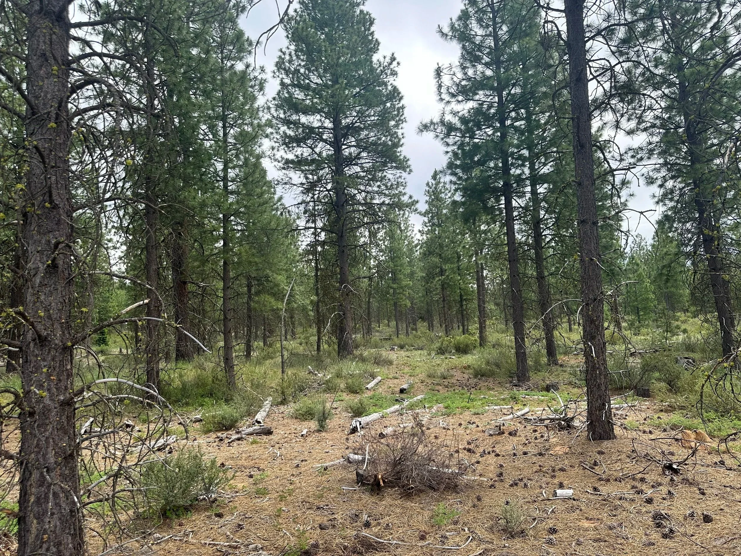 Spence Mountain Community Forest, Klamath County, Oregon