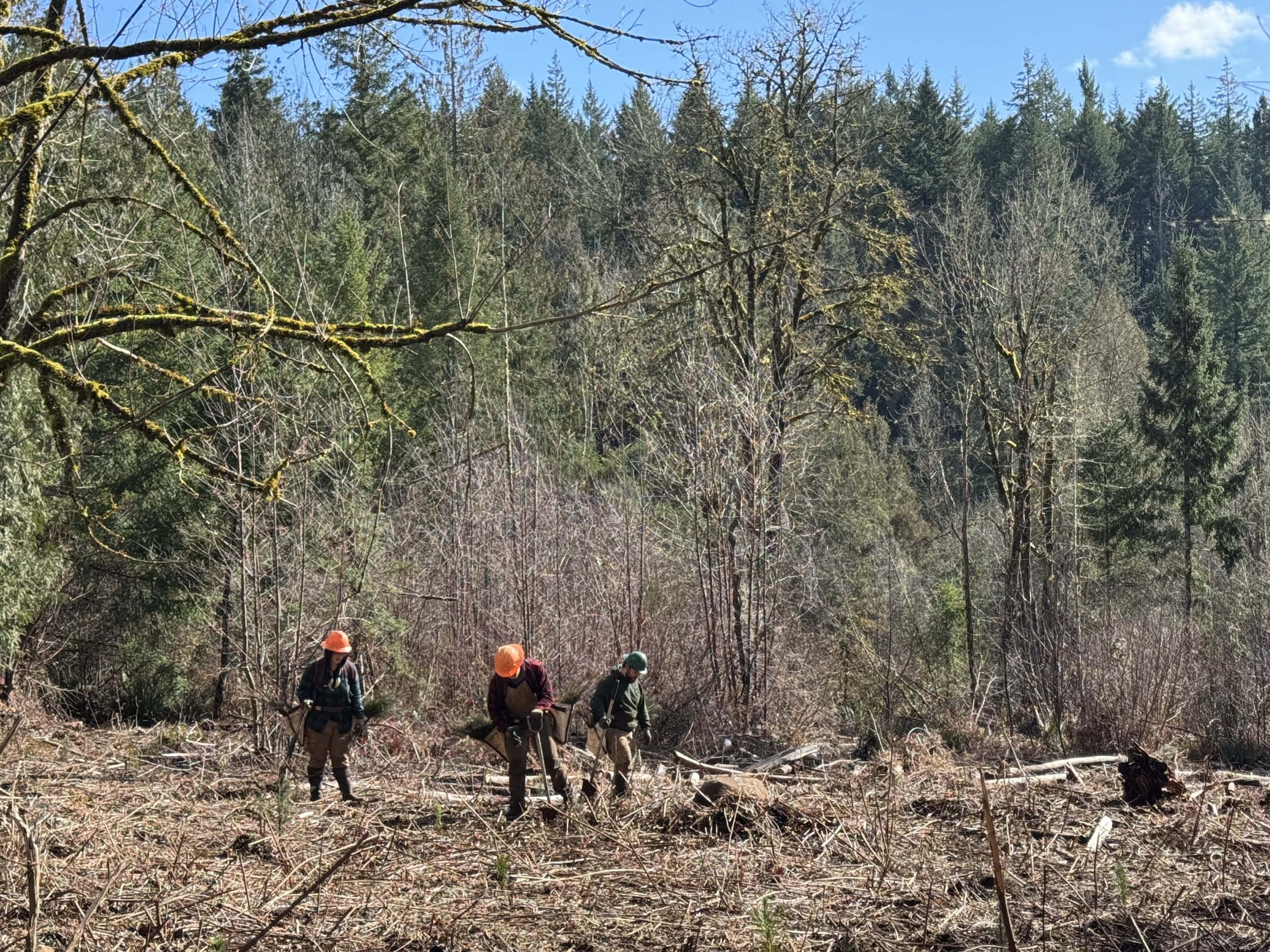  Restoration crews work across the forest floor planting seedlings that will grow into the next generation of healthy trees. 