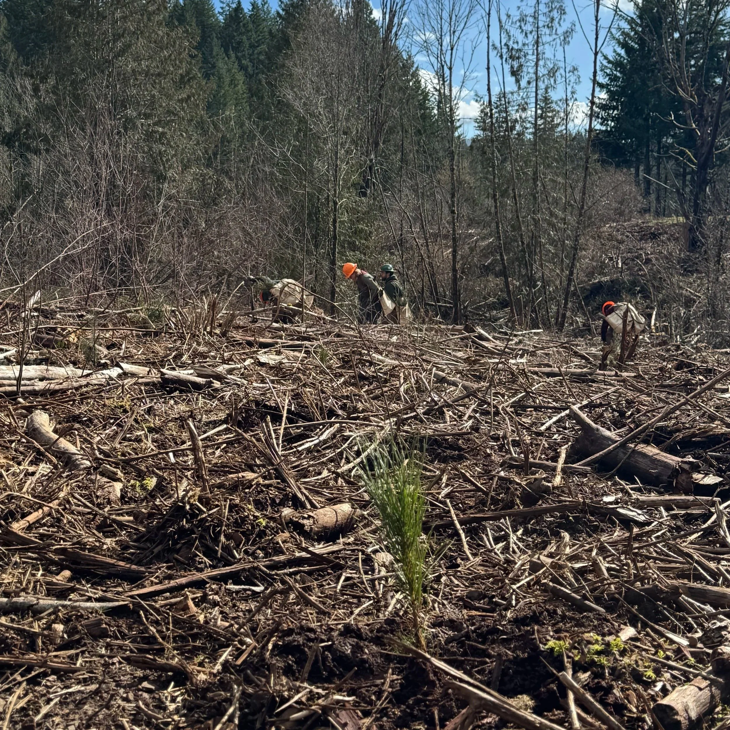  A restoration site shows cleared debris and open space that helps create healthier and more resilient forest conditions. 