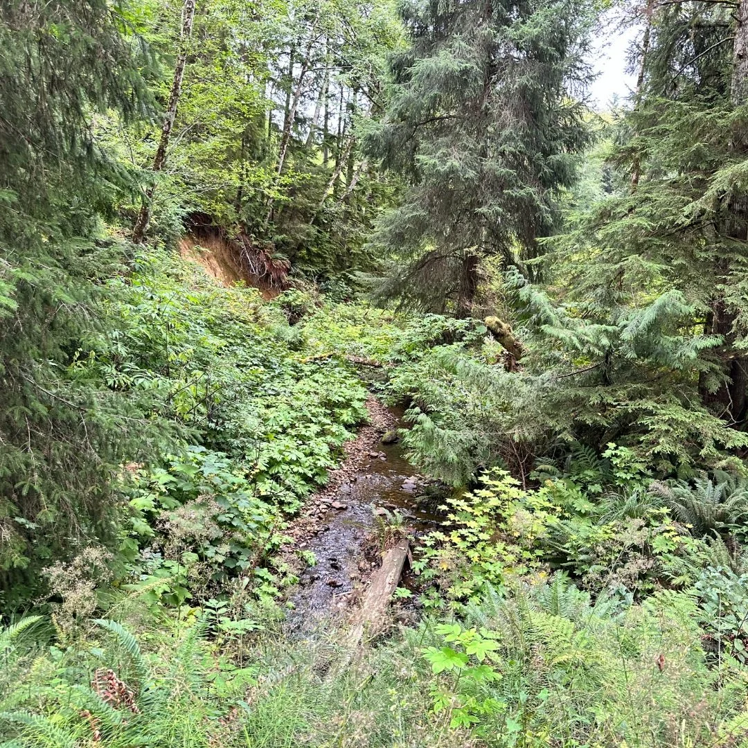 A tributary of Jetty Creek flowing through dense coastal forest, supporting water quality and habitat.  Photo courtesy Sustainable Northwest.   