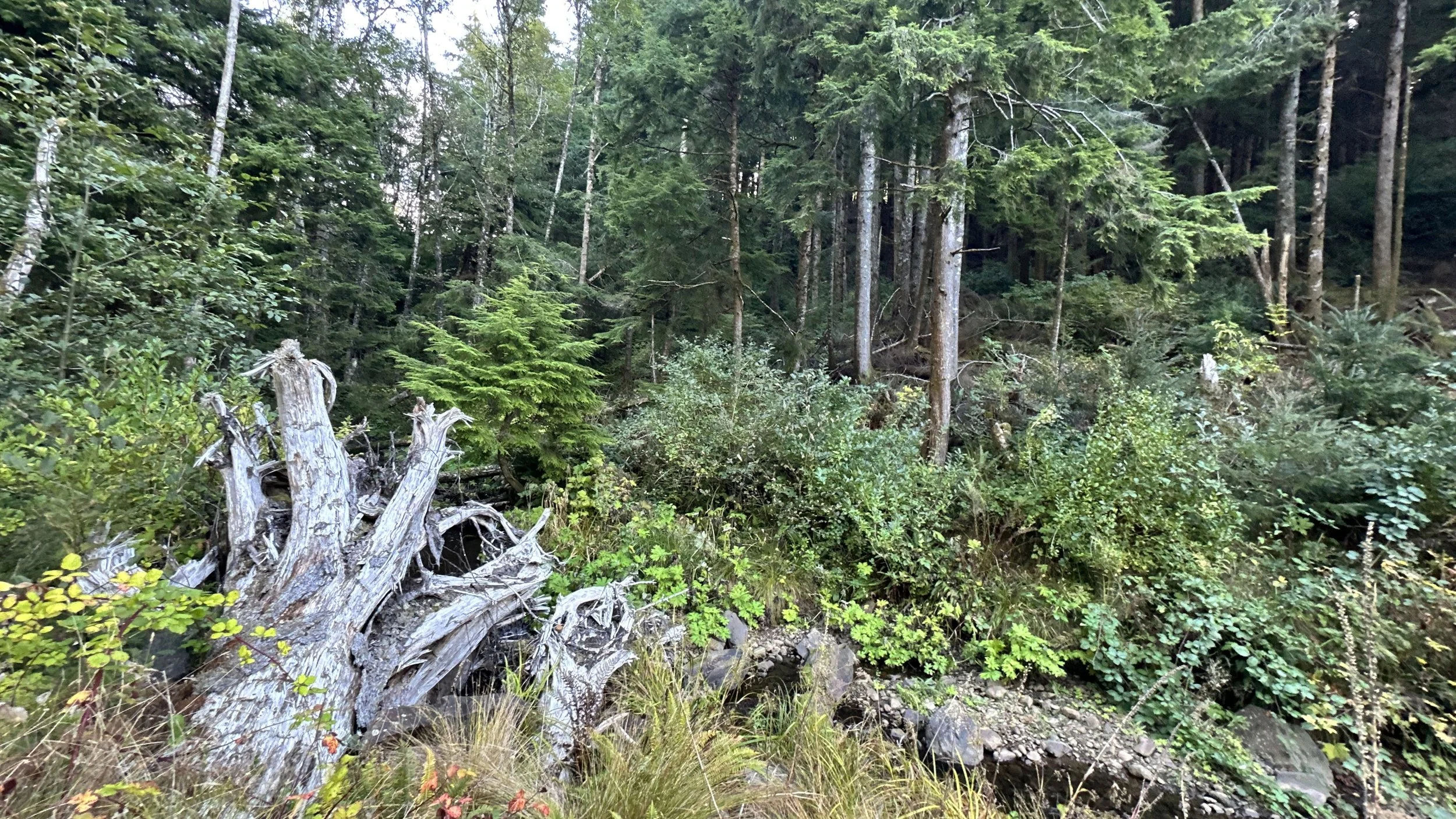  Forest structure within the watershed, where downed wood and native vegetation contribute to ecosystem health.  Photo courtesy Sustainable Northwest.   