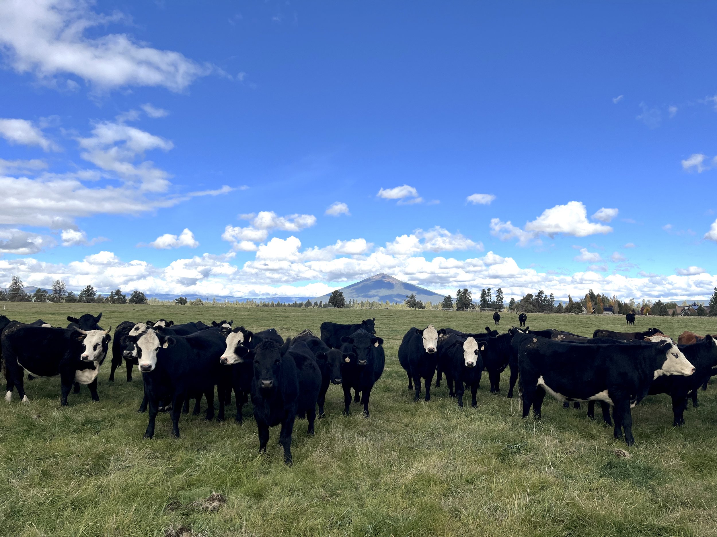Pine Meadow Ranch Cows 2.jpg