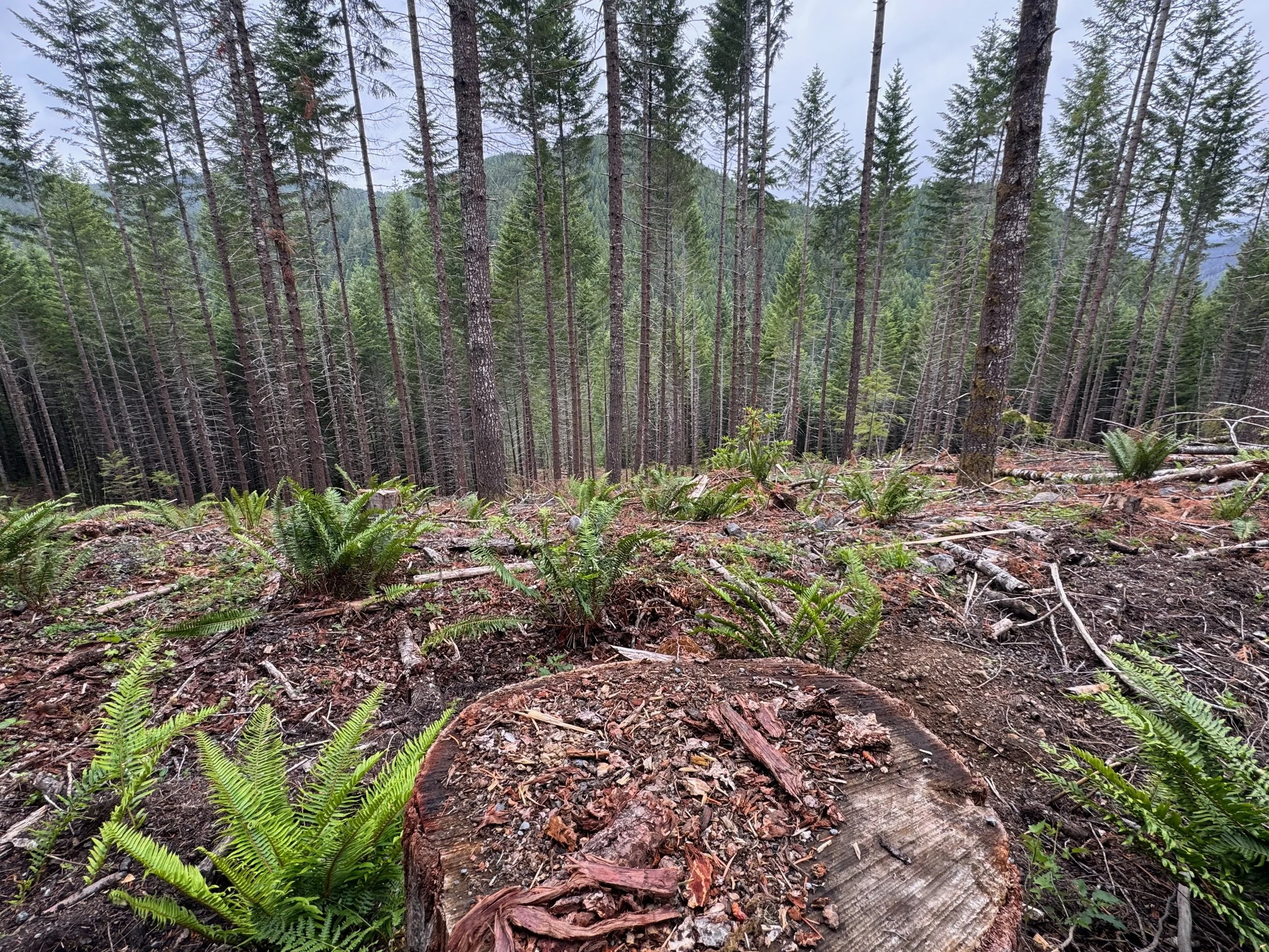 Another view of the 2024 Dry Beard thinning project on the Willamette National Forest