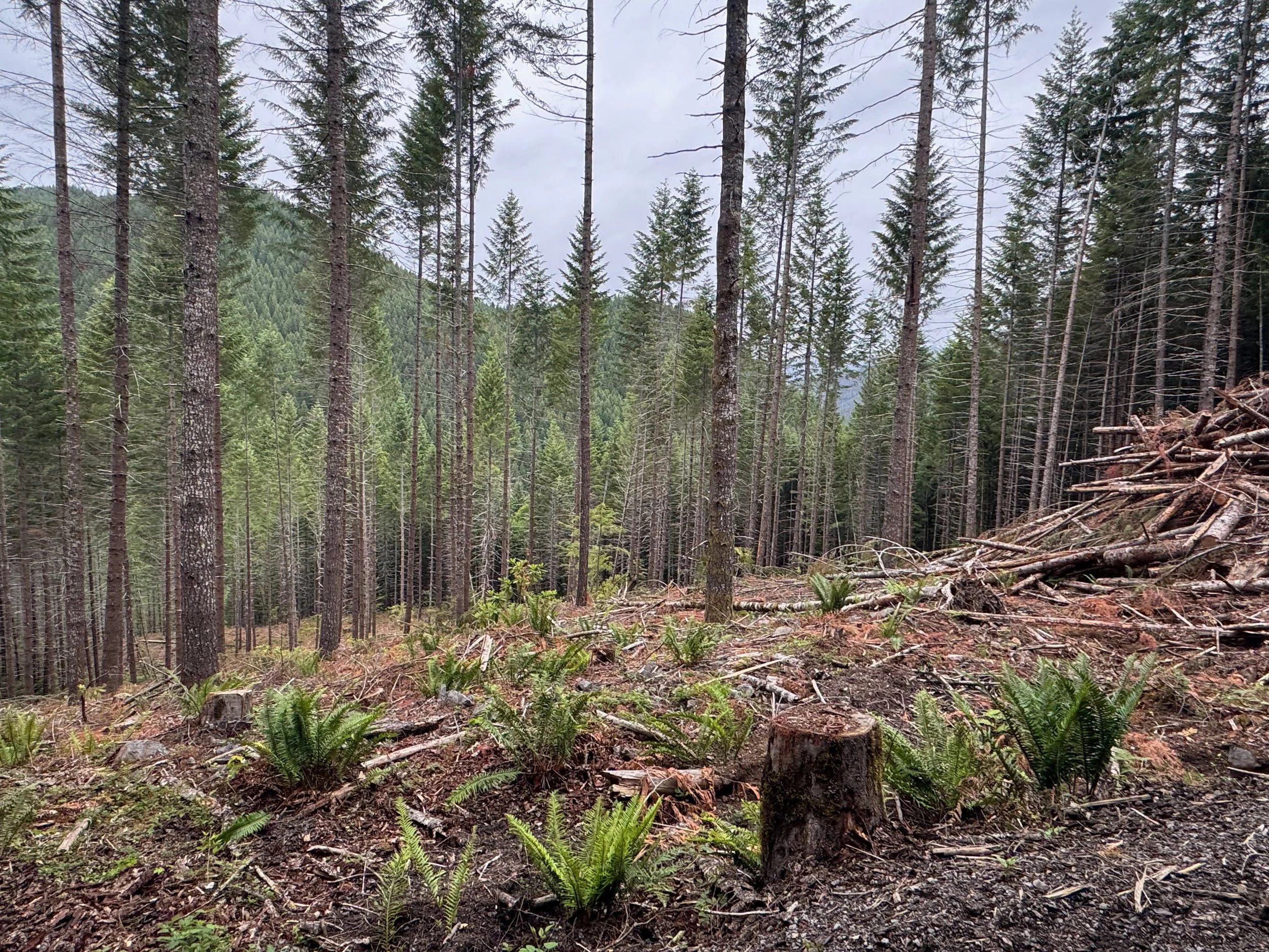  This area of Willamette National Forest was thinned in 2024 to reduce tree density from about 300 trees per acre to about 90, increasing light and forest health while reducing risk of megafire 