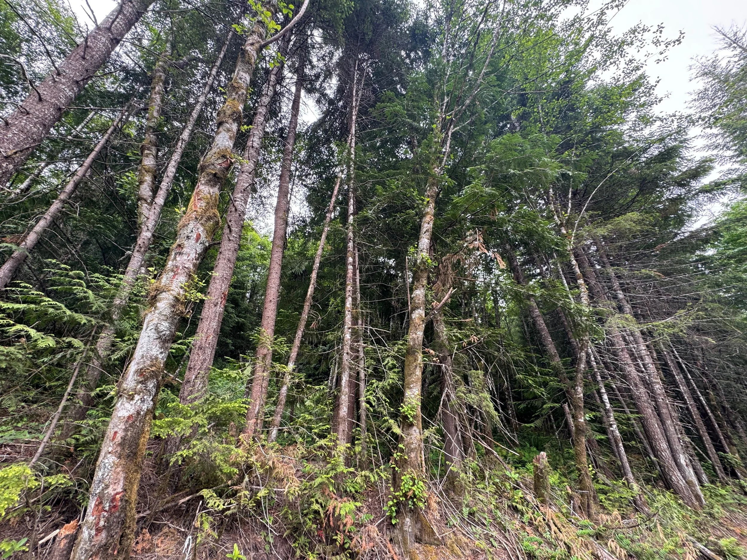  This forest is not healthy; it is overstocked with too many trees and requires thinning and prescribed fire to improve forest health and reduce megafire risk 