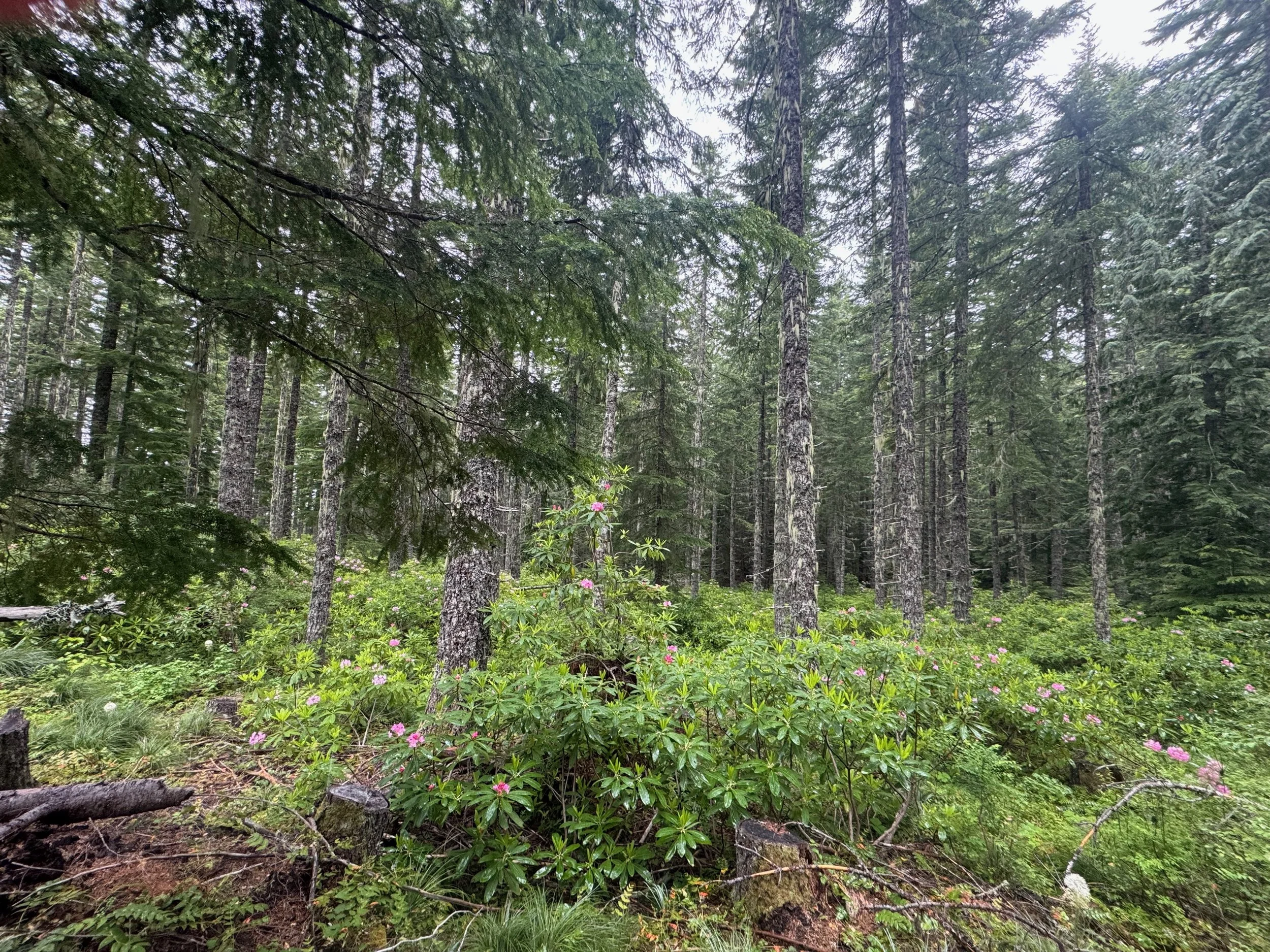 The 2014 Cub thinning project on the Willamette National Forest increased light to the forest floor, thus improving wildlife habitat and reducing megafire risk