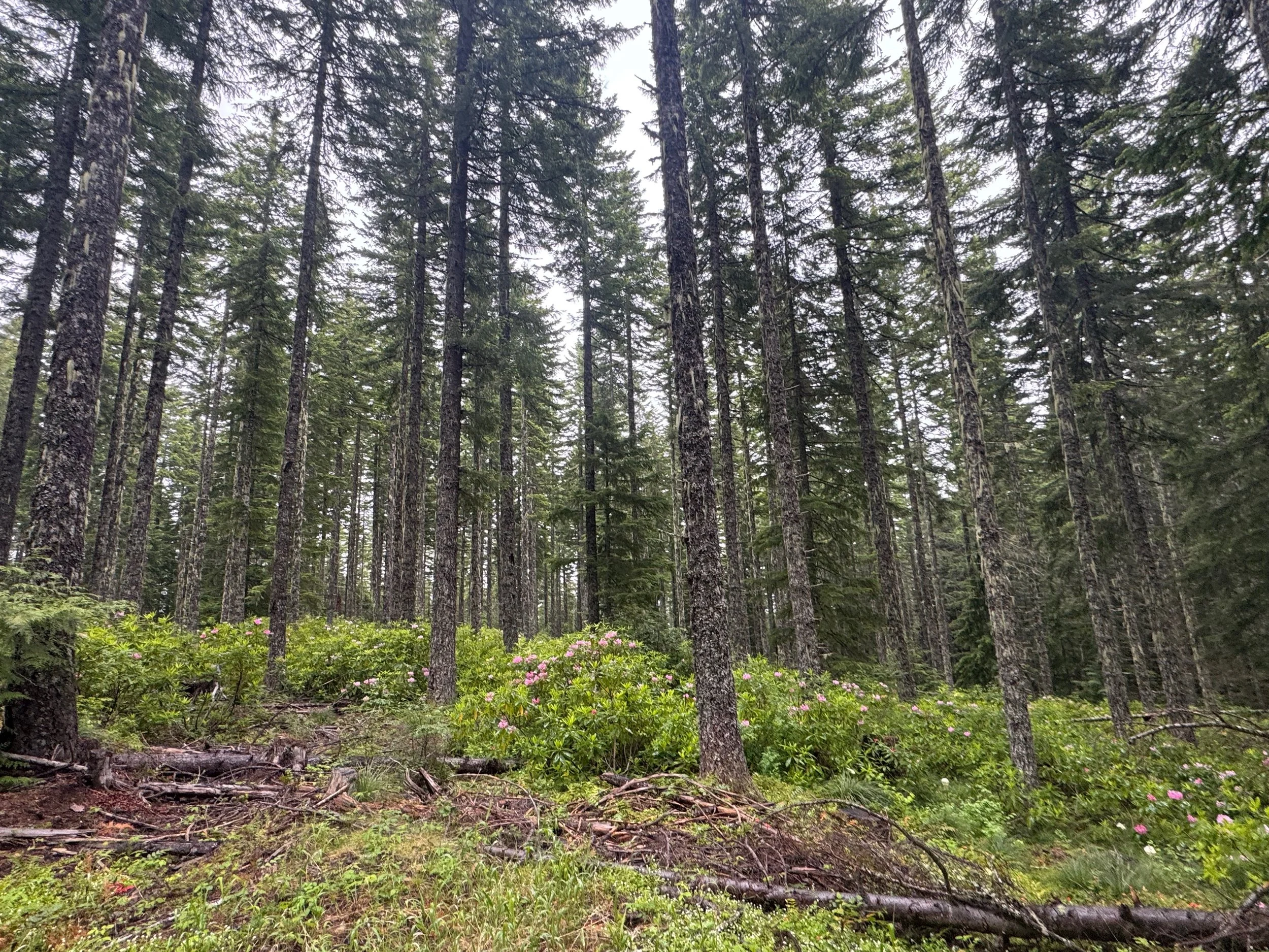 The Cub thinning project on the Willamette National Forest in 2014 increased light to the forest floor thus increasing plant diversity