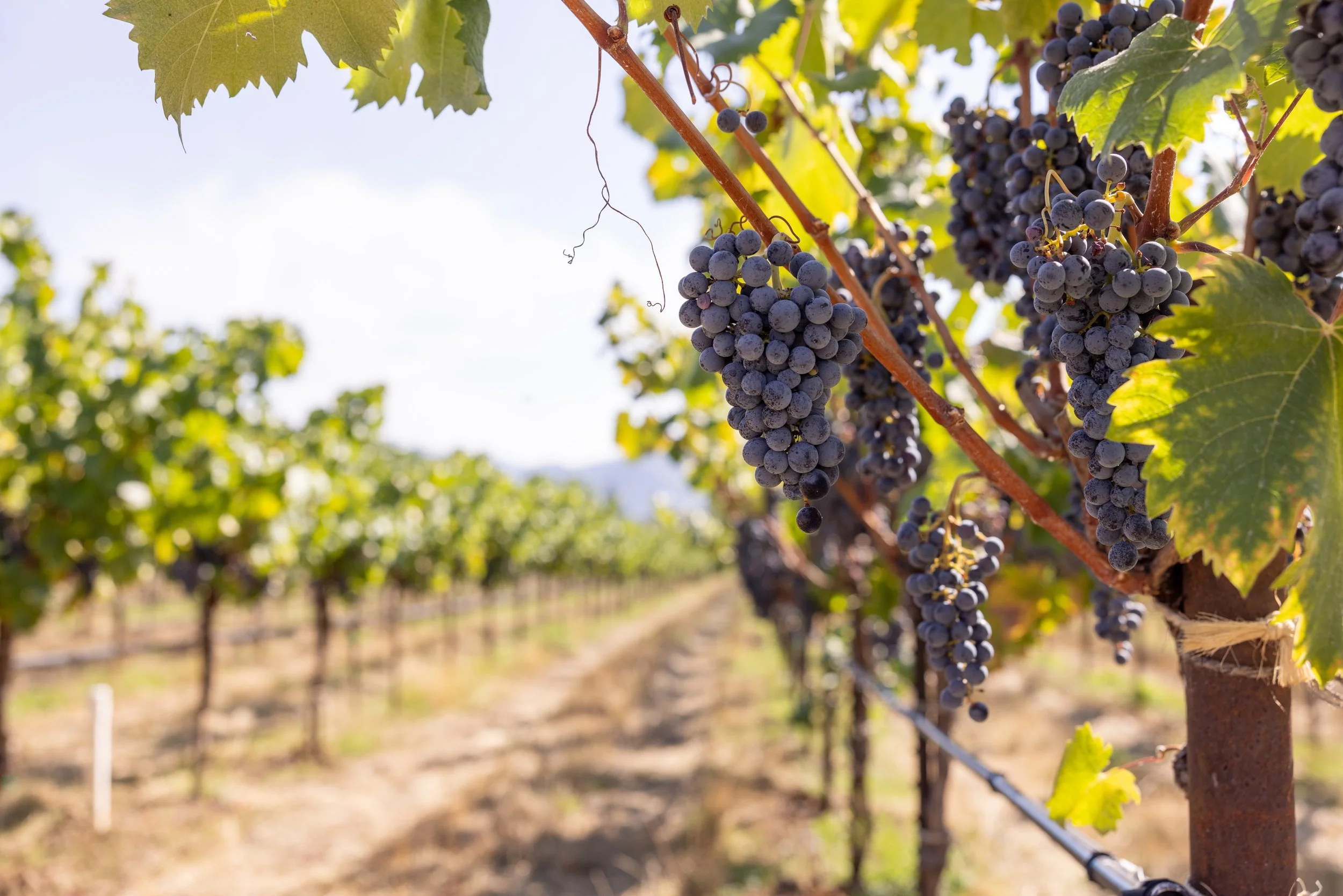 Troon Vineyard &amp; Farm - Photo courtesy of Wy'East RC&amp;D and Michael Kluz