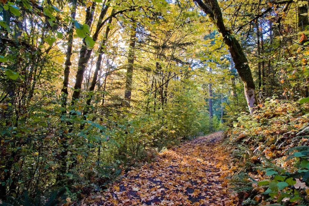 Willamette National Forest 