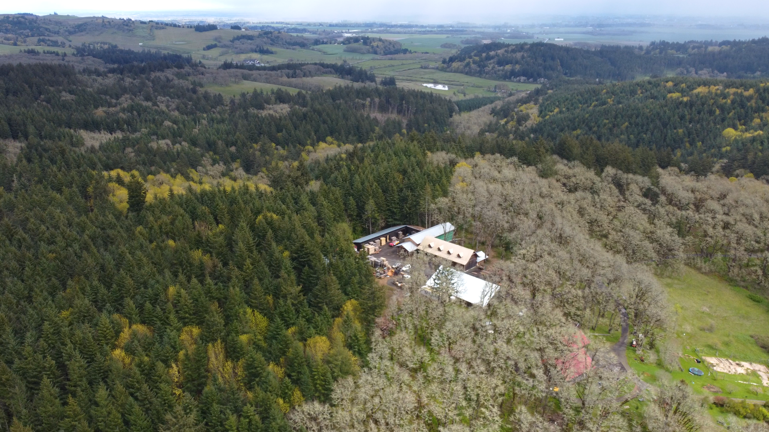 Zena Forest