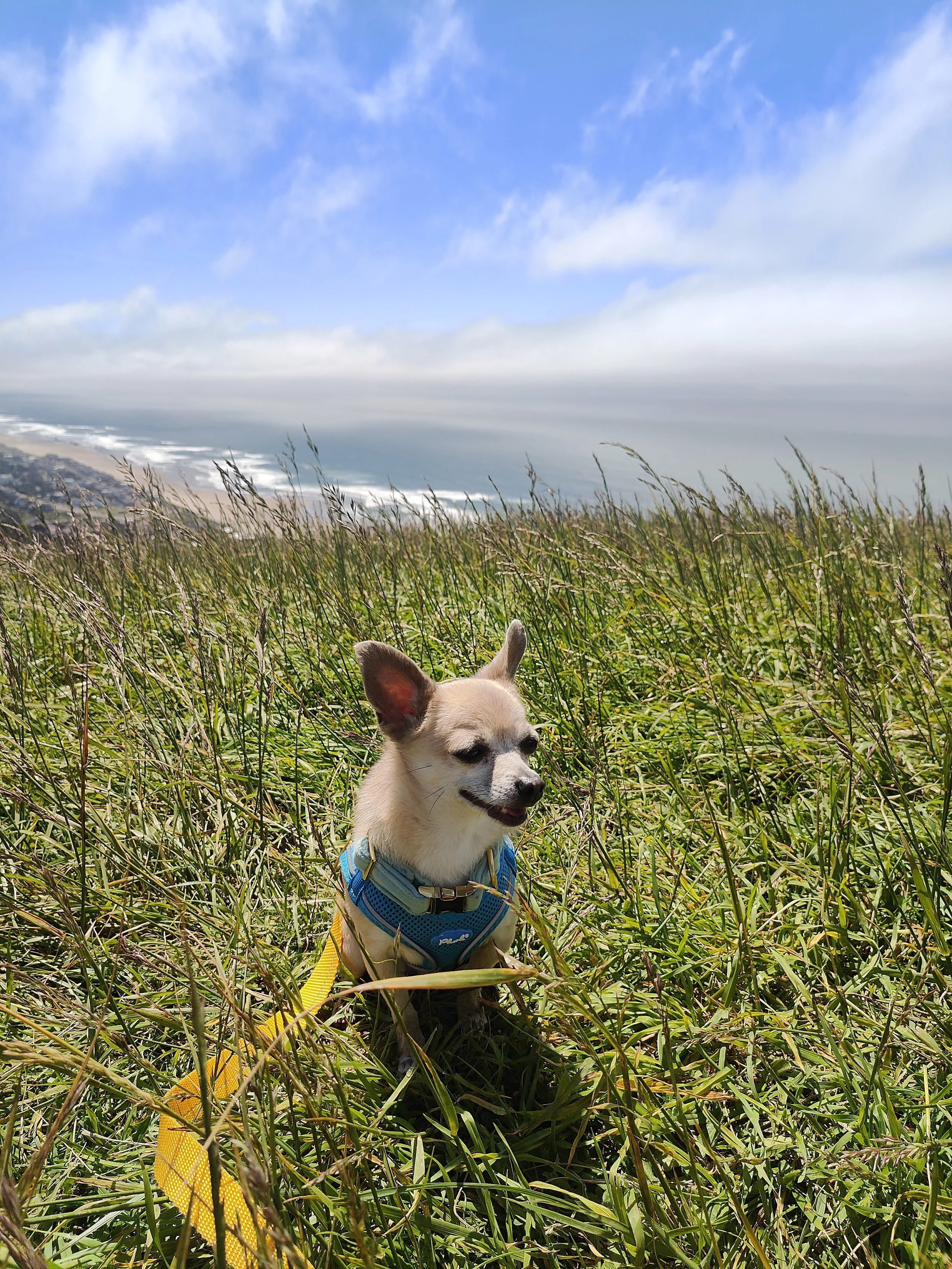 A small chihuahua in a blue harness sitting in tall grass on a bluff above the Oregon Coast