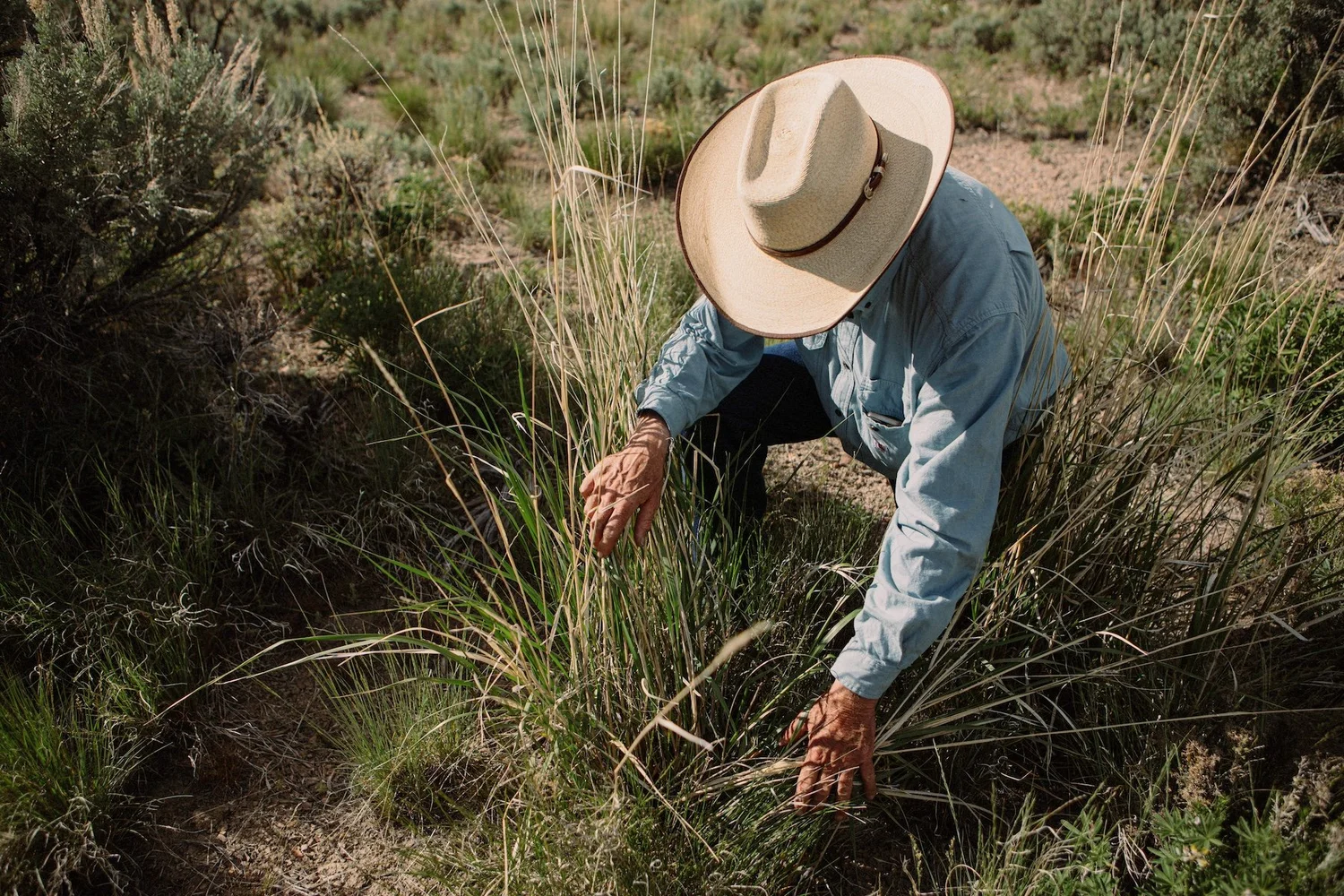 Holistic Benefits of Regenerative Ranching — Sustainable Northwest