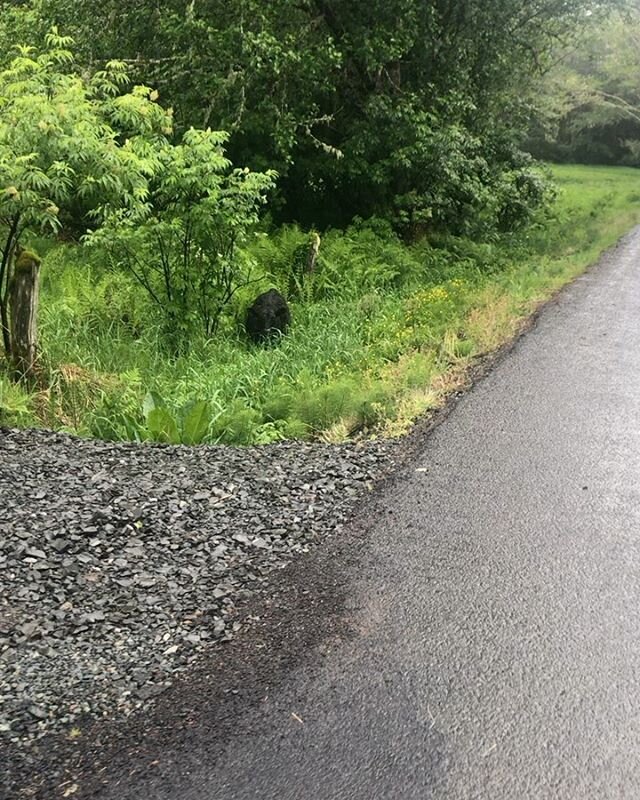 Free grazing the roadside... 🌱