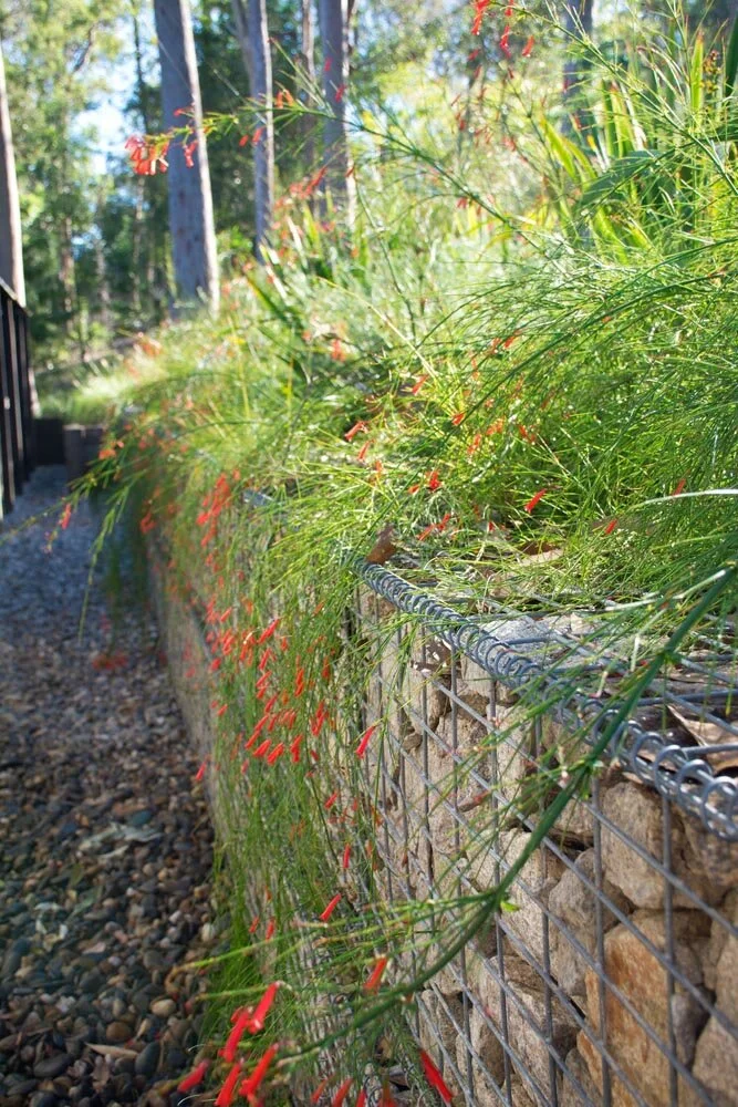 Fig Tree Pocket Garden Design