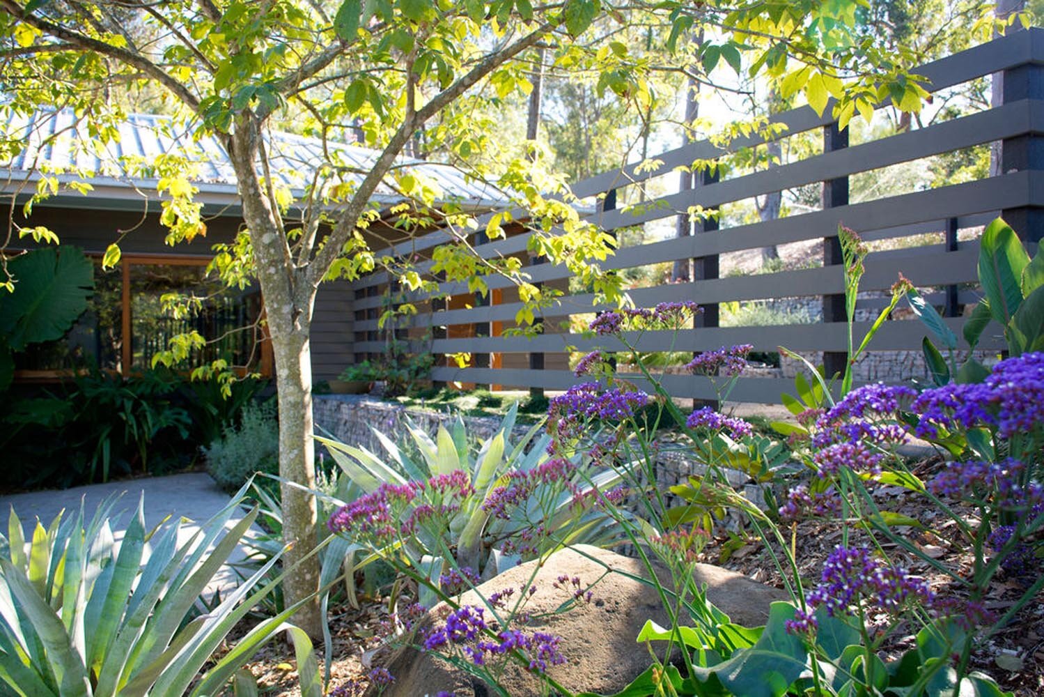 Fig Tree Pocket Garden Design