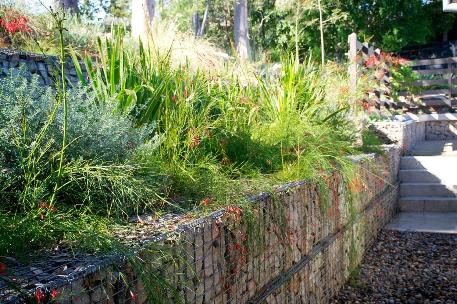 Fig Tree Pocket Garden Design