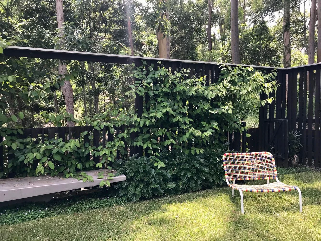 Fig Tree Pocket Garden Design