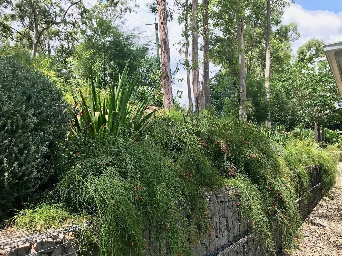 Fig Tree Pocket Landscape Design